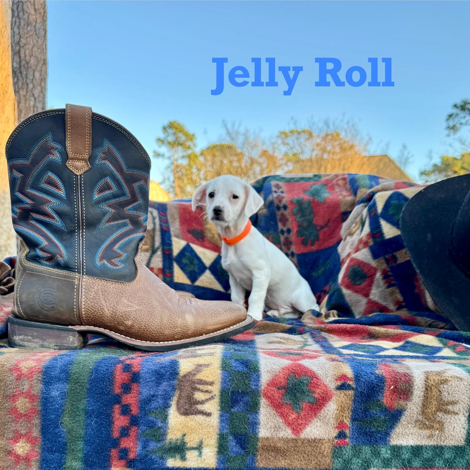 JELLY ROLL