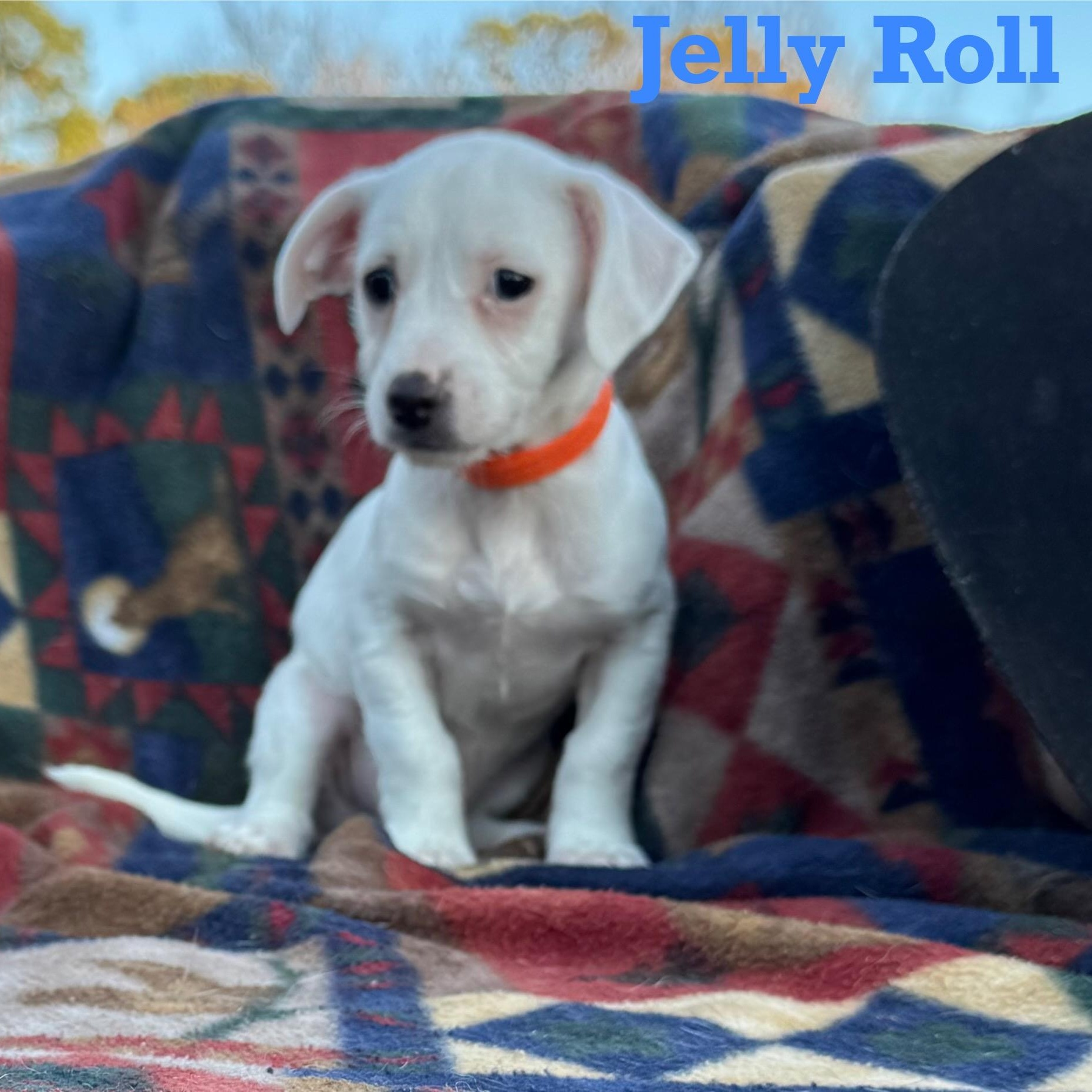JELLY ROLL