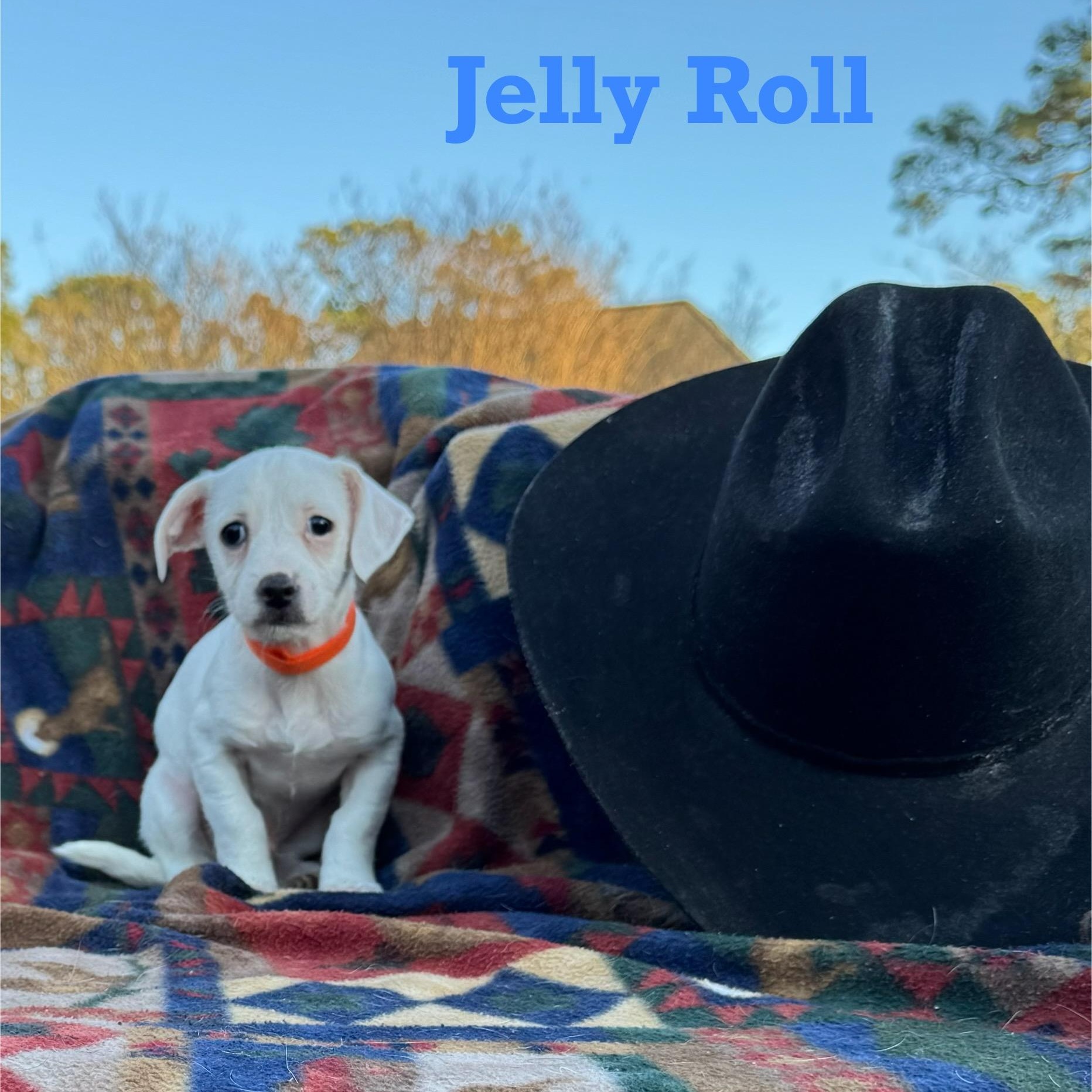 JELLY ROLL