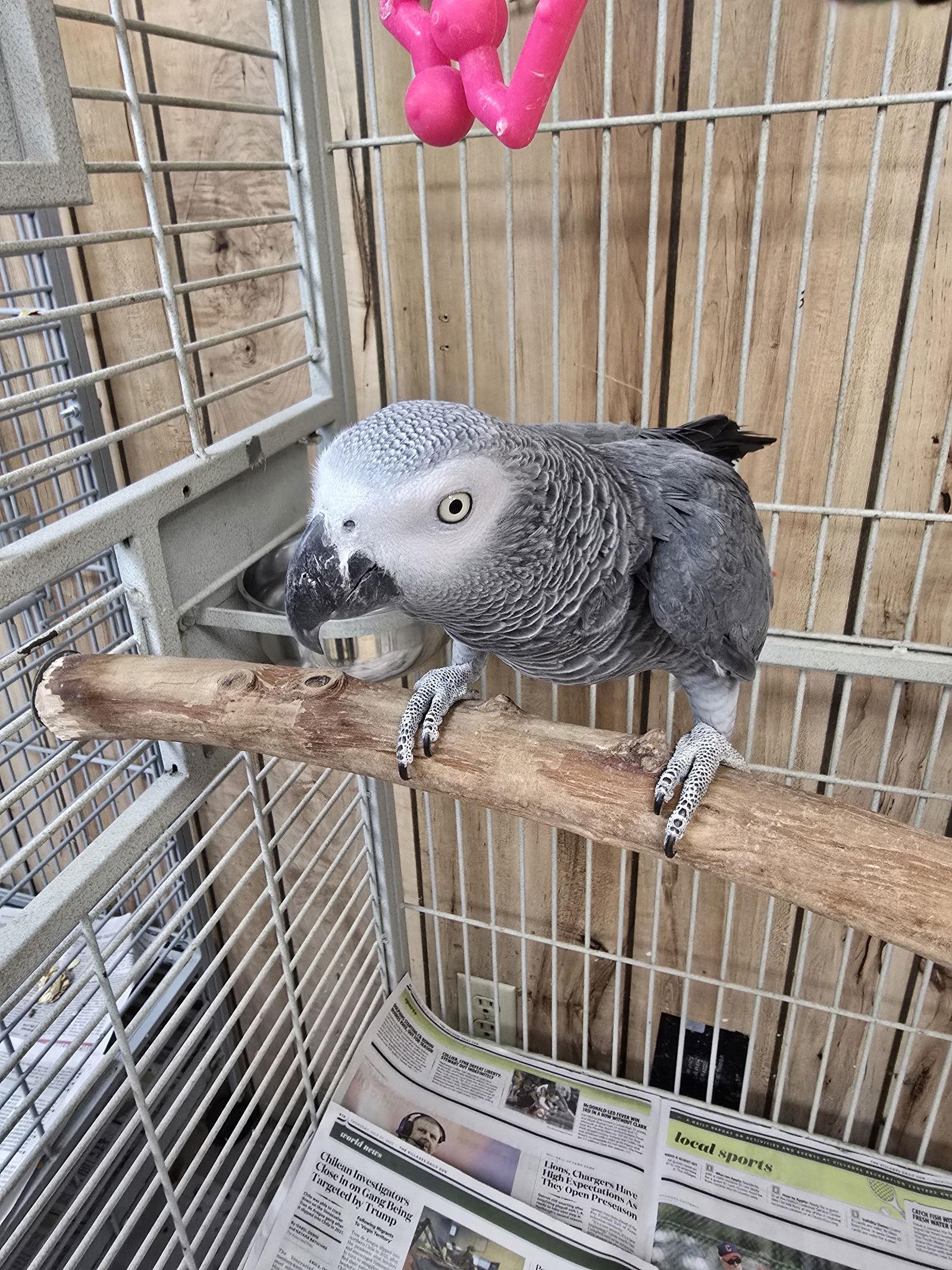Rudy, Adoptable, Adult Male African Grey.