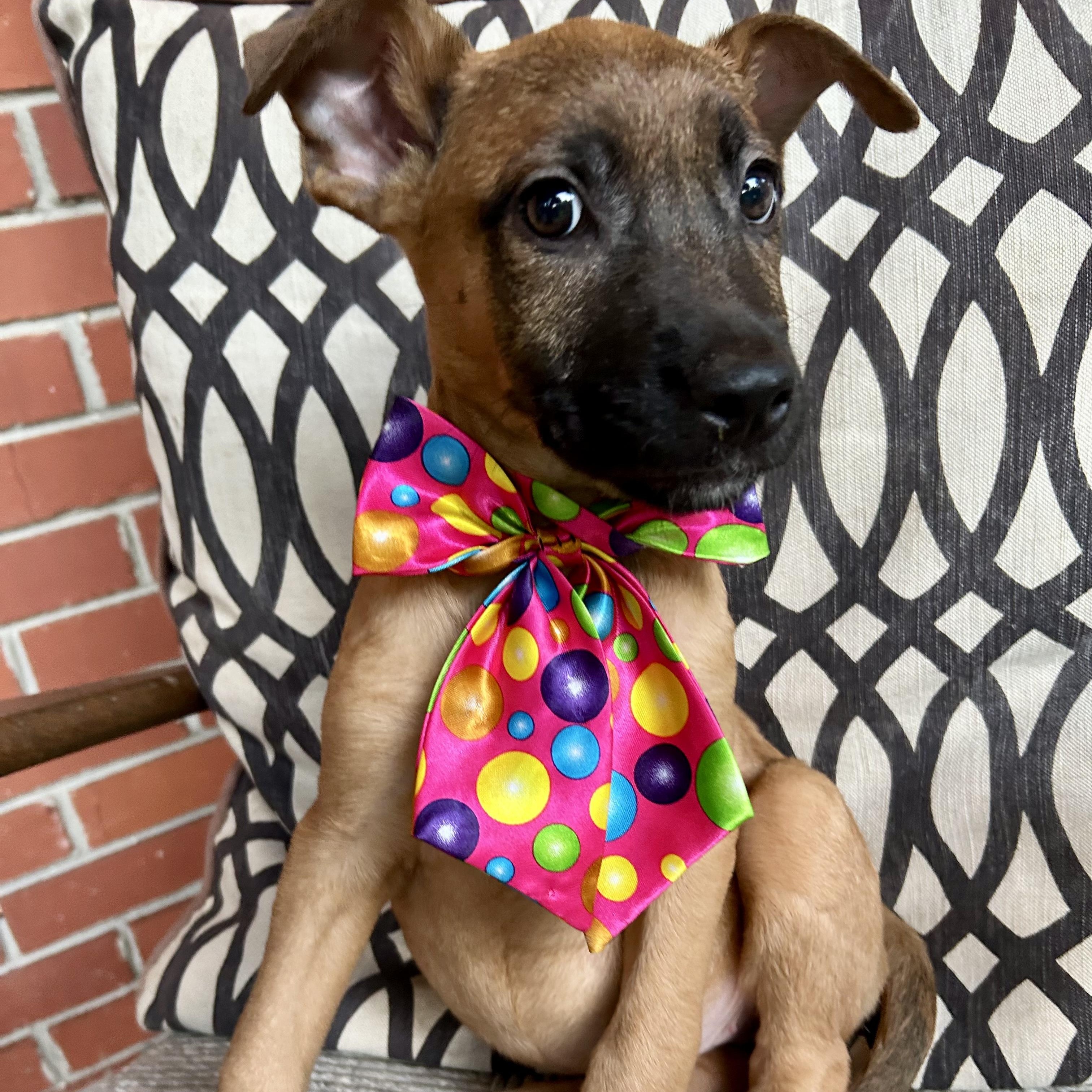 PRESSLEE, Baby Female Shepherd