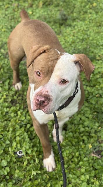 DONALD, Adoptable, Adult Male American Staffordshire Terrier.