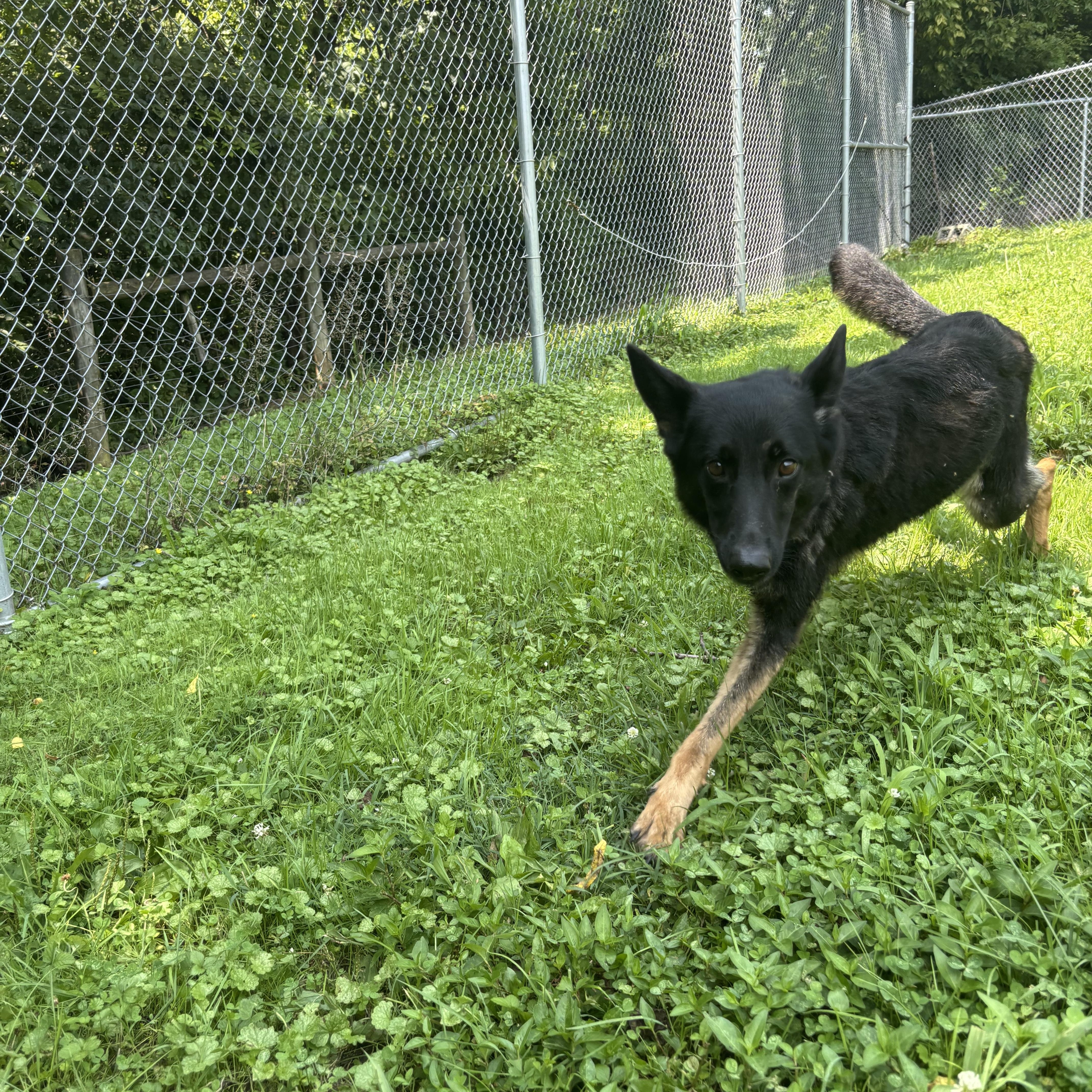 Brownie, ADOPTABLE, Young Female German Shepherd Dog.