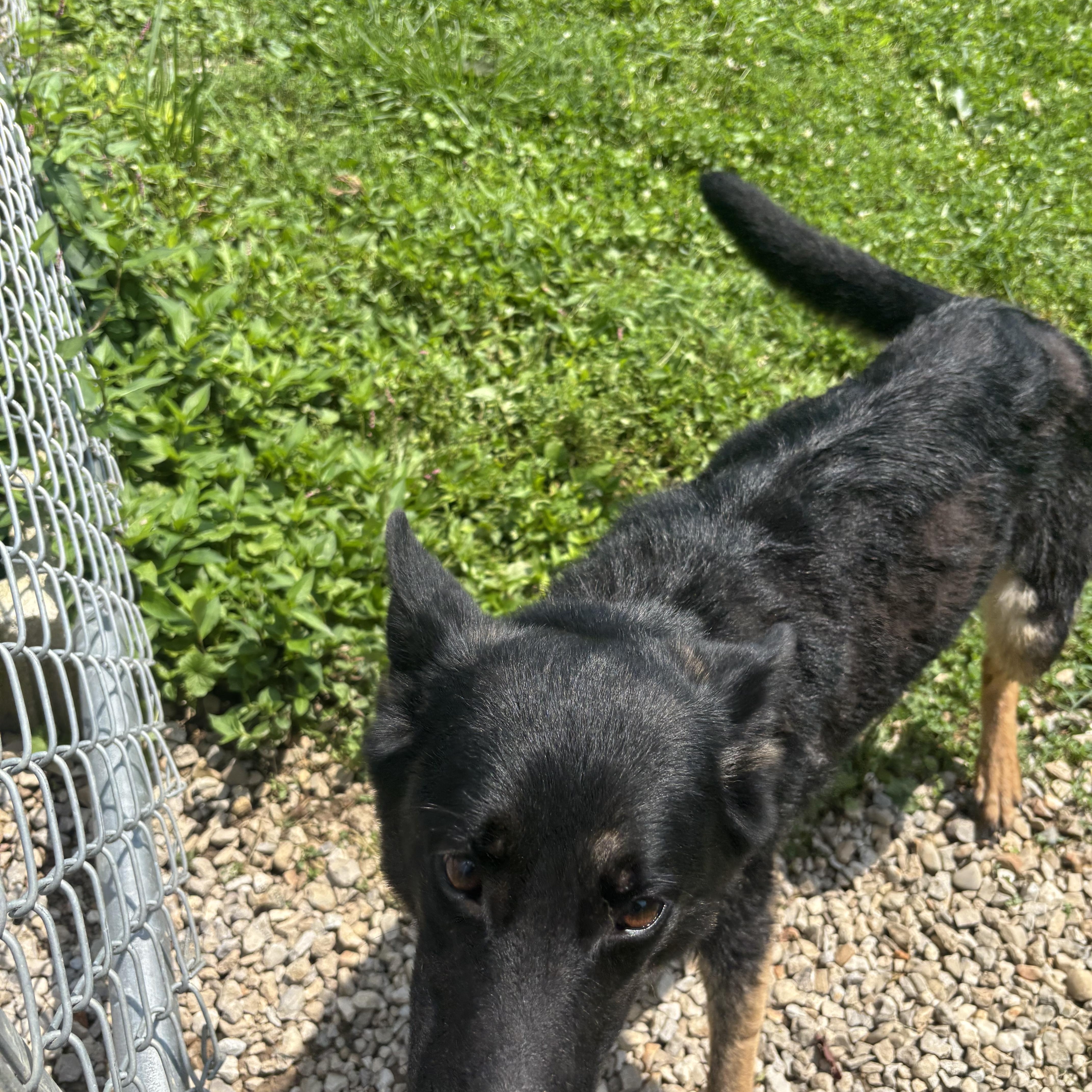 Brownie, a ADOPTABLE mixed breed in Circleville, OH image 3/3
