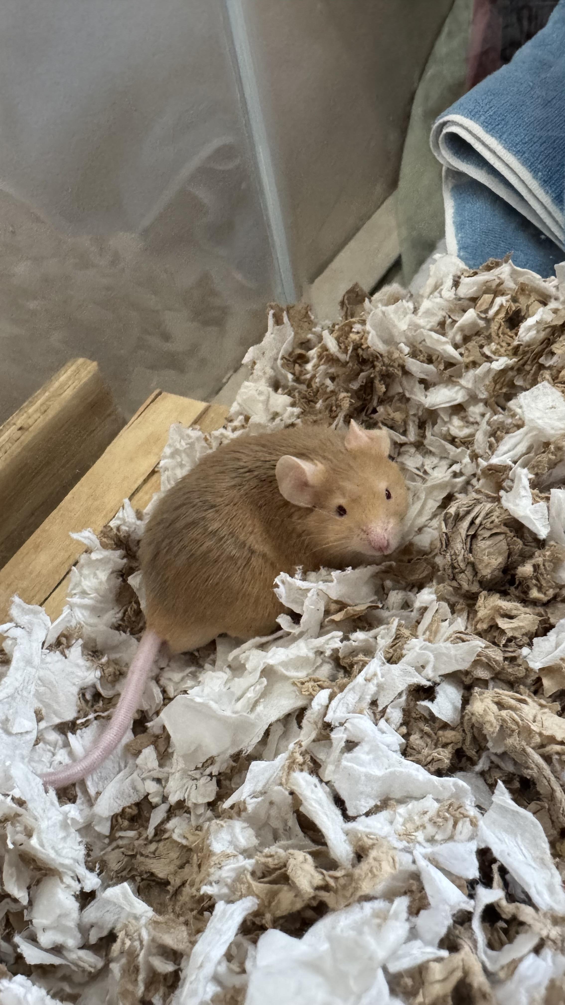 Jacob , Adoptable, Young Male Mouse.