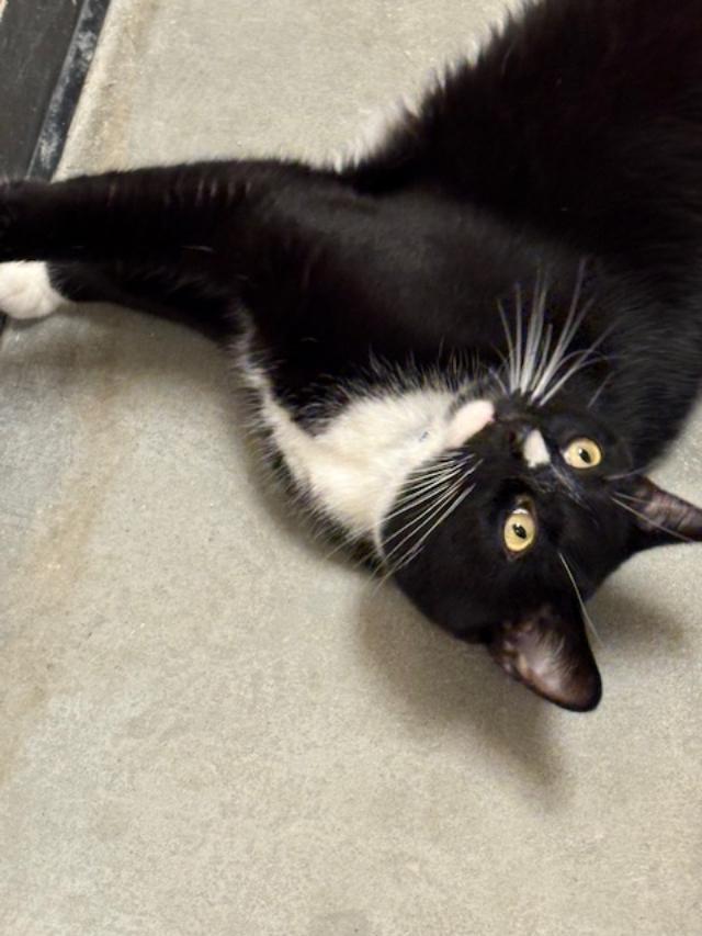 Mr. Lucy, a Adoptable Domestic Short Hair in Ashland, VA image 2/2