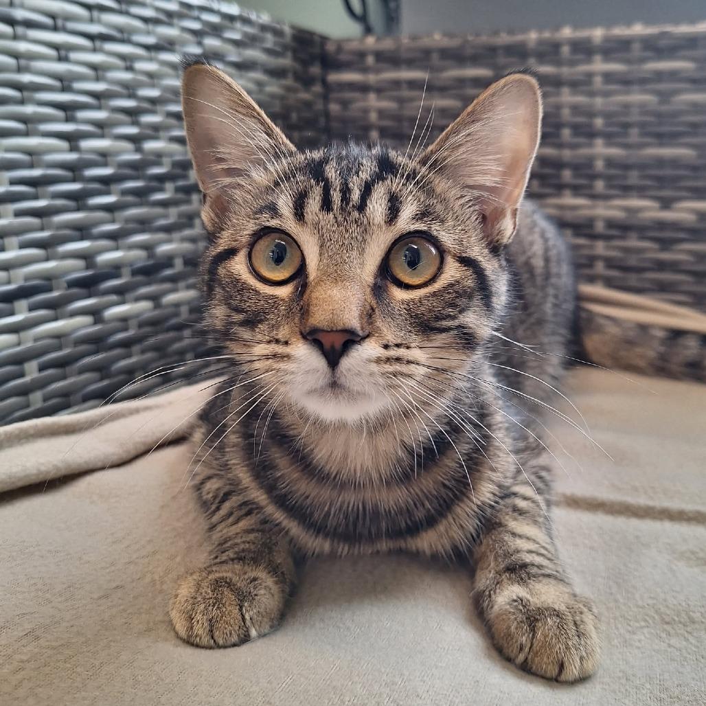 Enlarge Hans, a Adoptable Domestic Short Hair in Attica, NY image 1/2