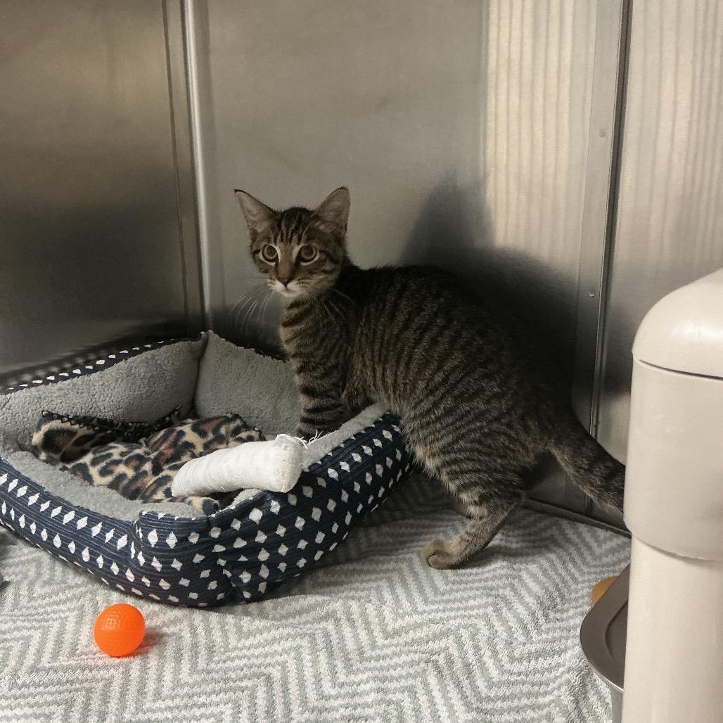 Enlarge Hans, a Adoptable Domestic Short Hair in Attica, NY image 2/2