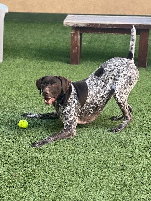 Blitzen, Adoptable, Adult Male German Shorthaired Pointer.