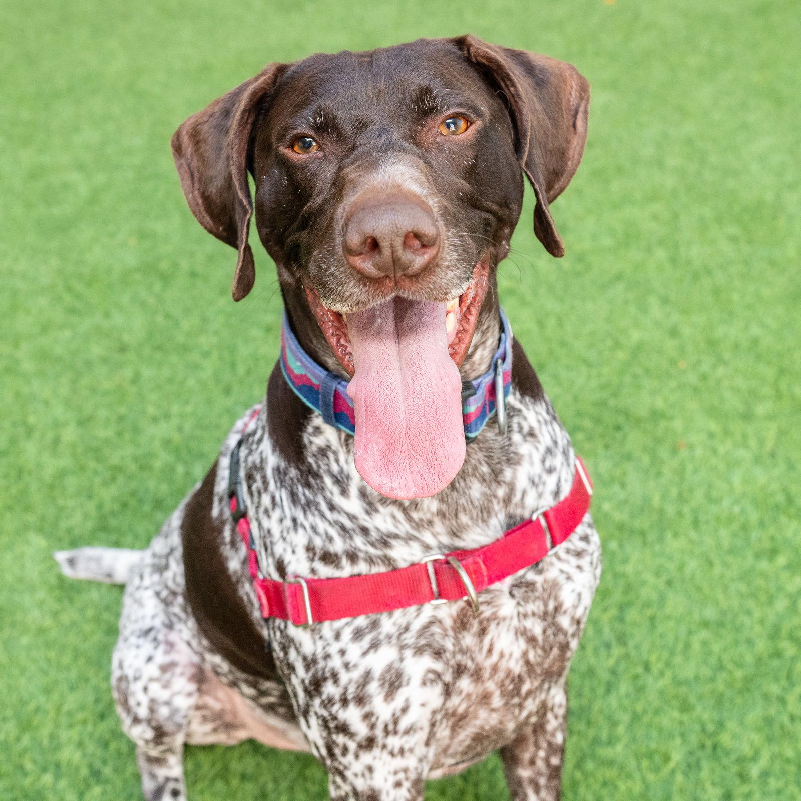 Enlarge Blitzen, a Adoptable German Shorthaired Pointer in Burlingame, CA image 2/3