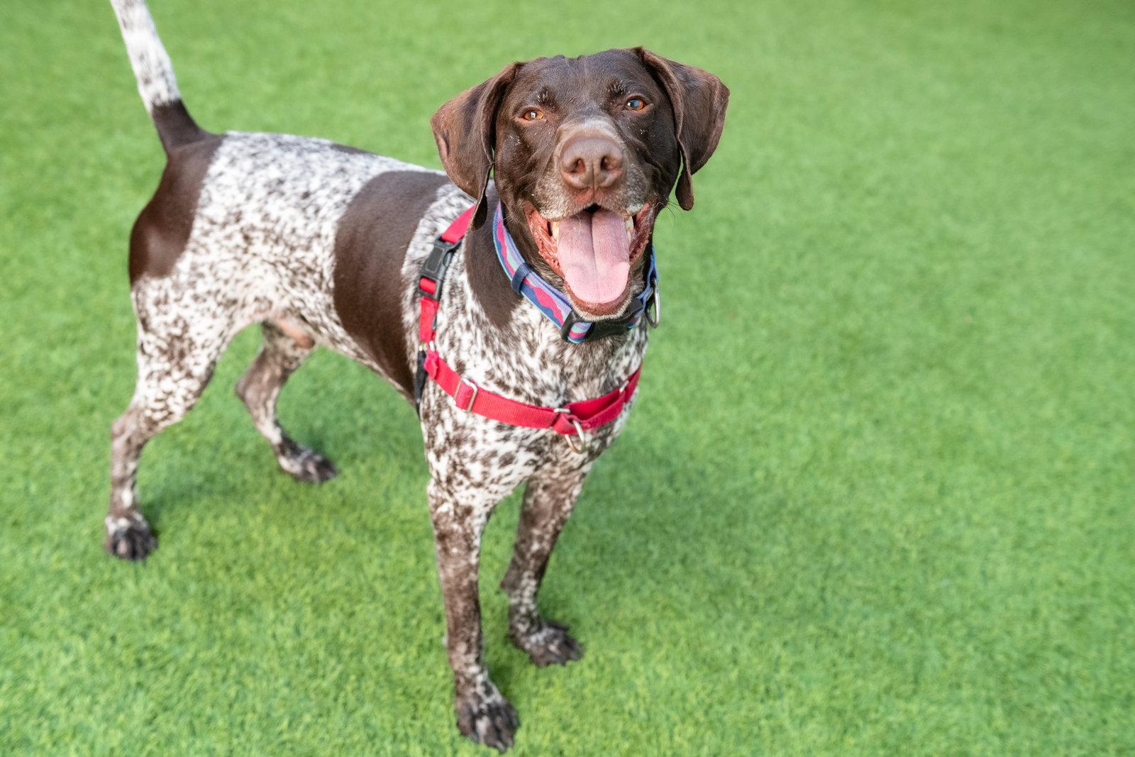 Enlarge Blitzen, a Adoptable German Shorthaired Pointer in Burlingame, CA image 3/3