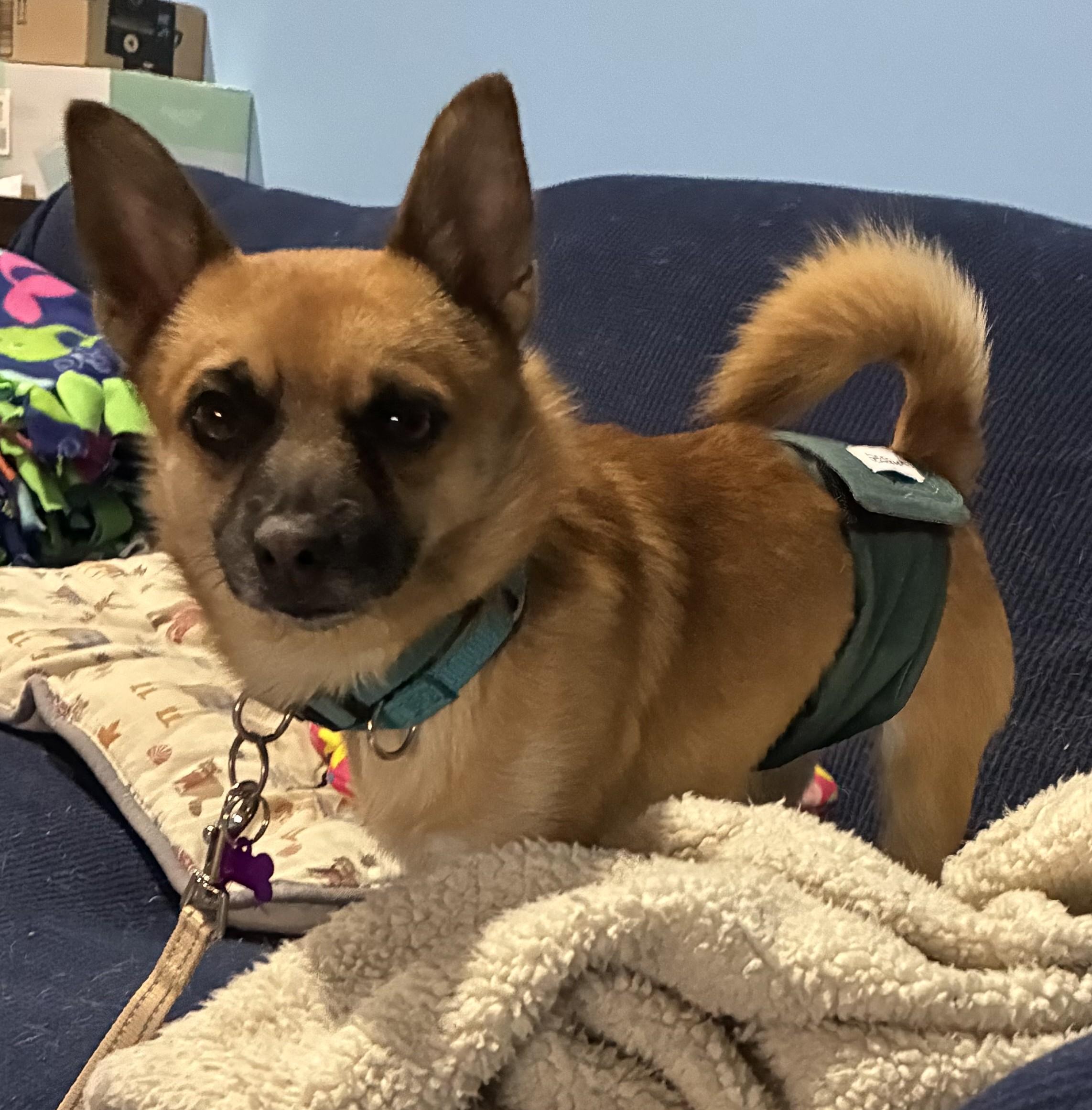 Enlarge Homer, an adopted mixed breed in Bartlett, IL image 3/3