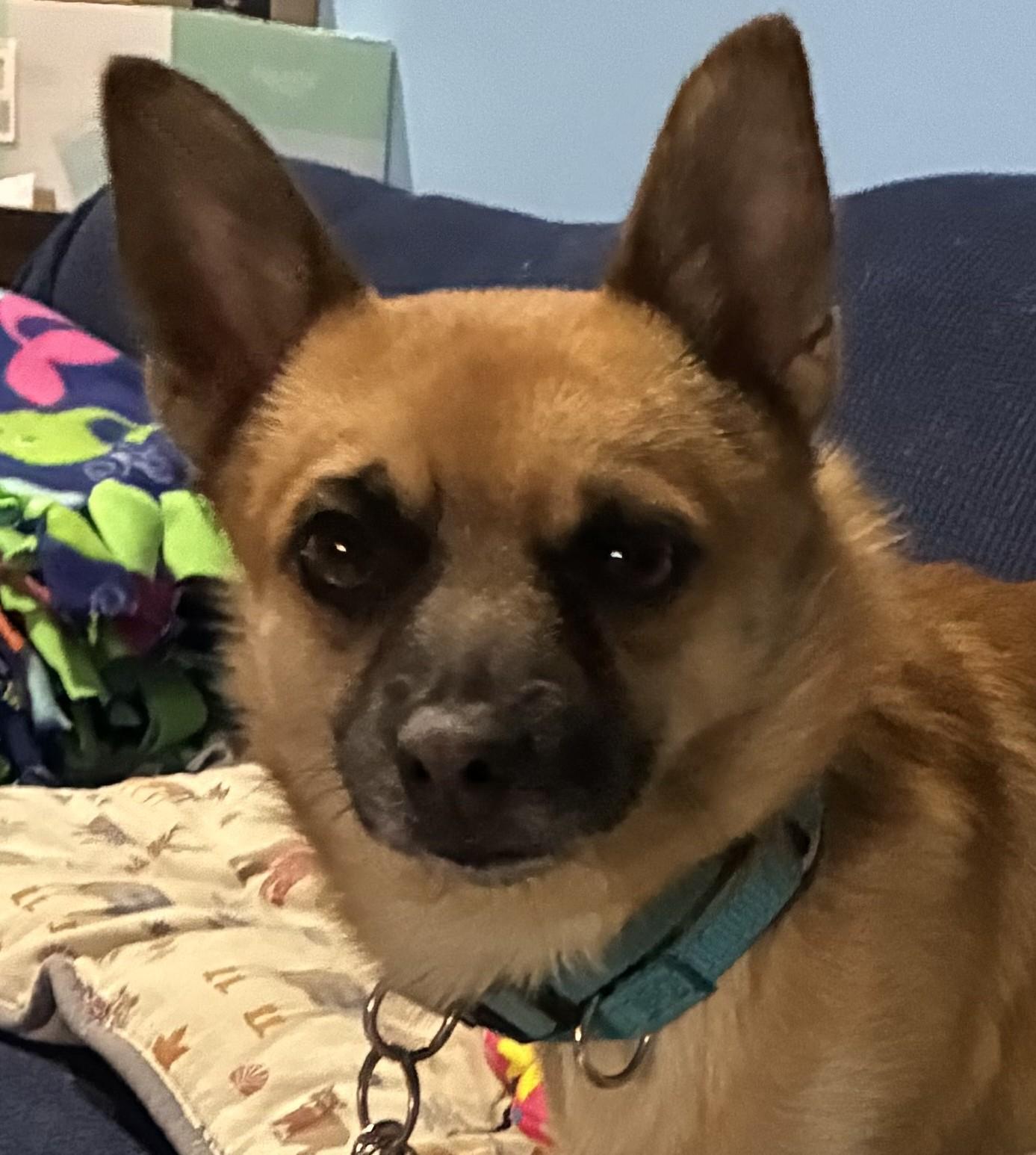 Enlarge Homer, an adopted mixed breed in Bartlett, IL image 1/3