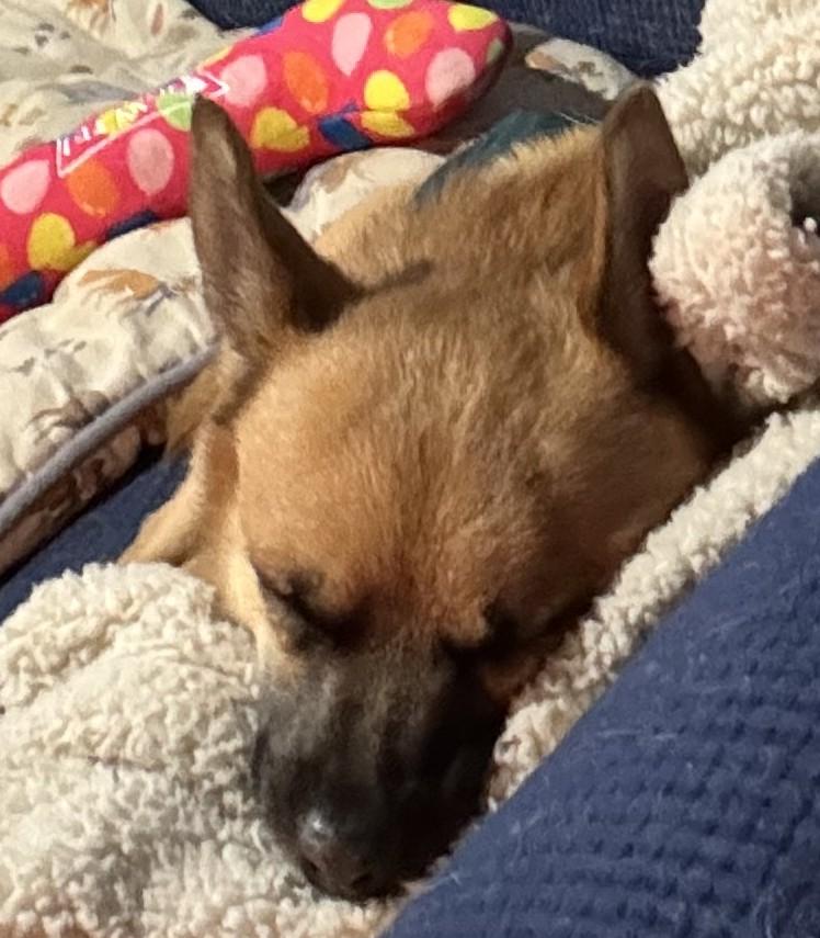 Enlarge Homer, an adopted mixed breed in Bartlett, IL image 2/3