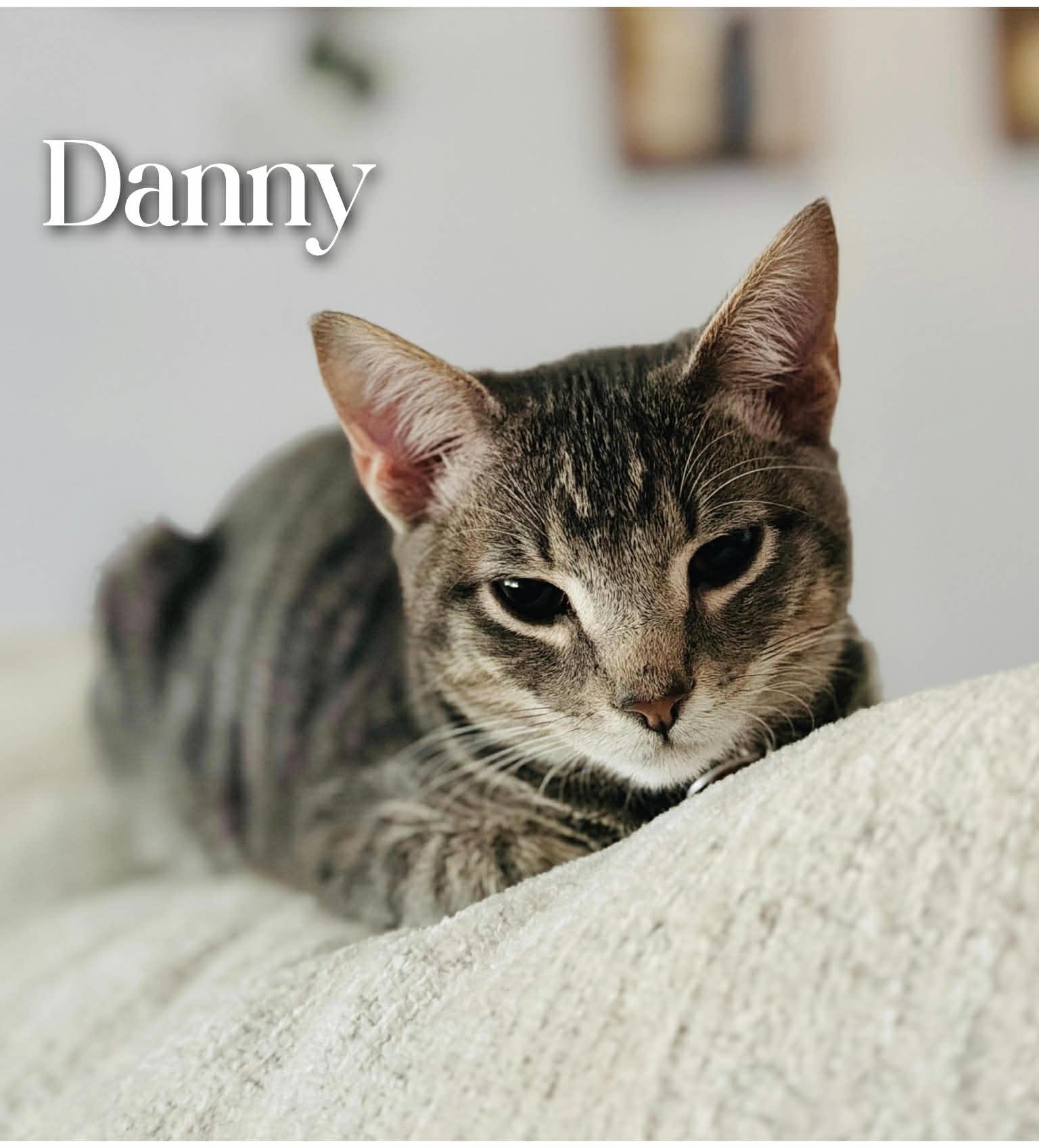 Danny, ADOPTABLE, Young Male Domestic Short Hair.
