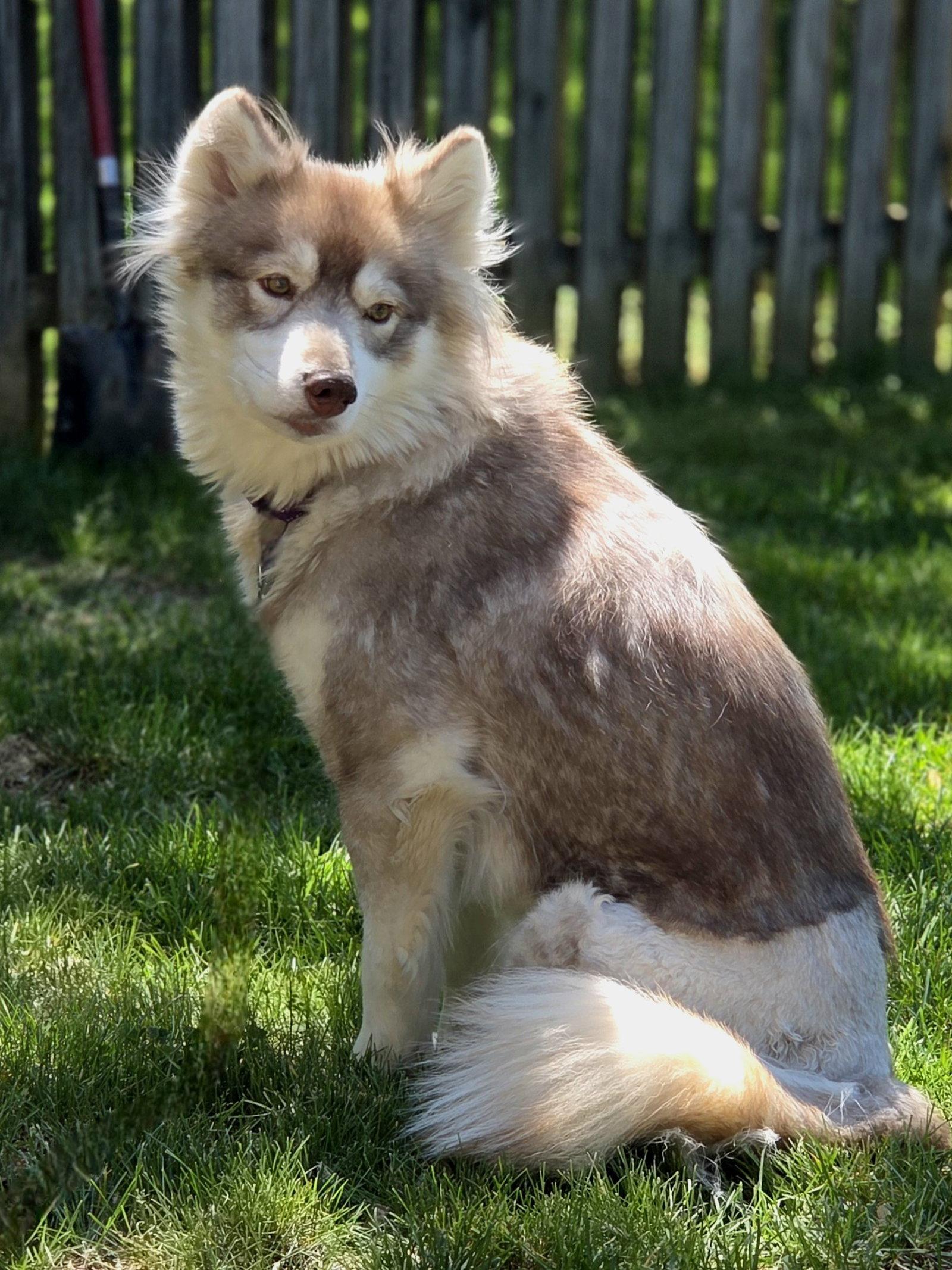 Enlarge Heidi, a Adoptable Siberian Husky in Millersville, MD image 1/3