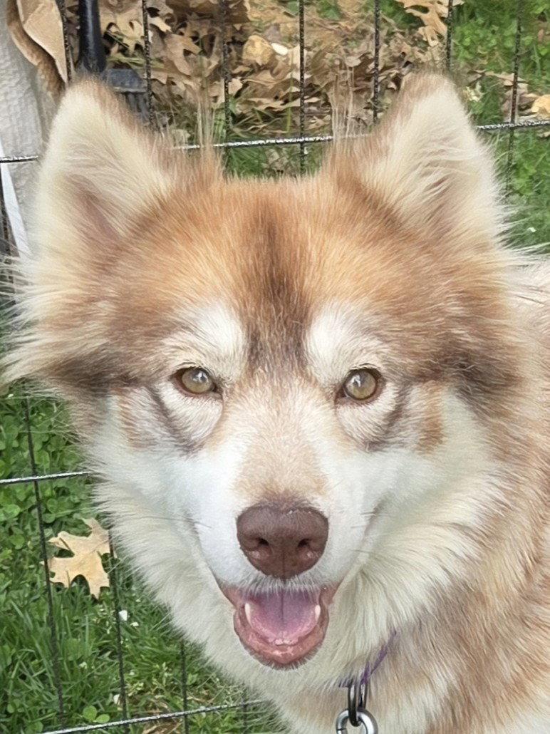 Enlarge Heidi, a Adoptable Siberian Husky in Millersville, MD image 2/3