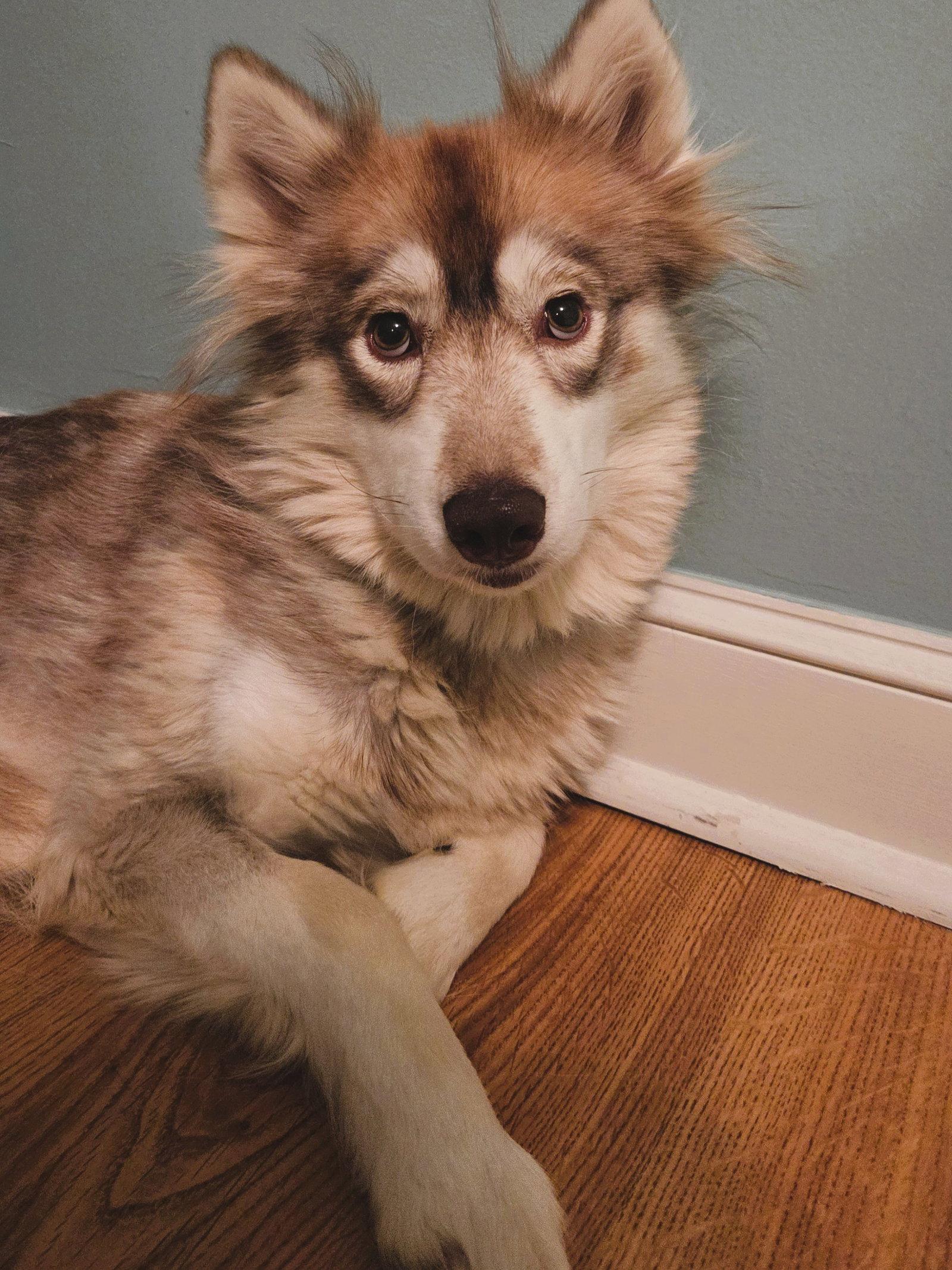Enlarge Heidi, a Adoptable Siberian Husky in Millersville, MD image 3/3