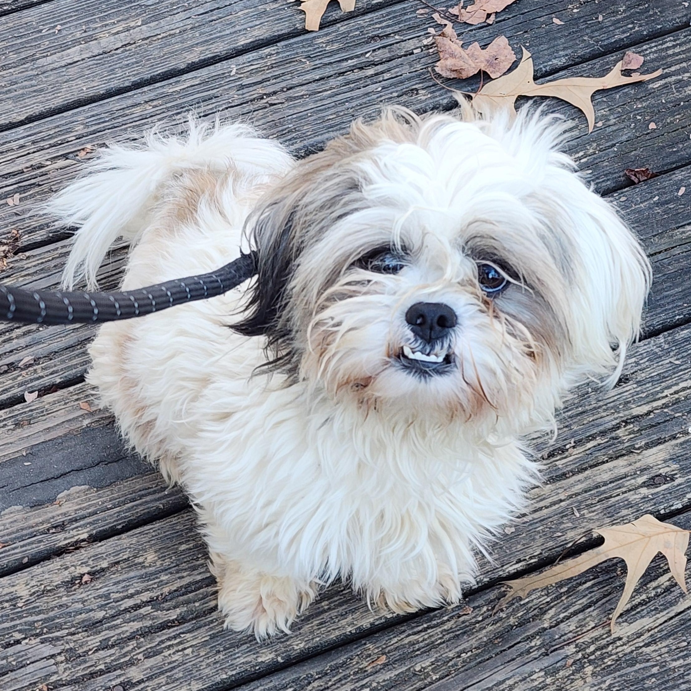 Oscar, adopted, Adult Male Mixed Breed.