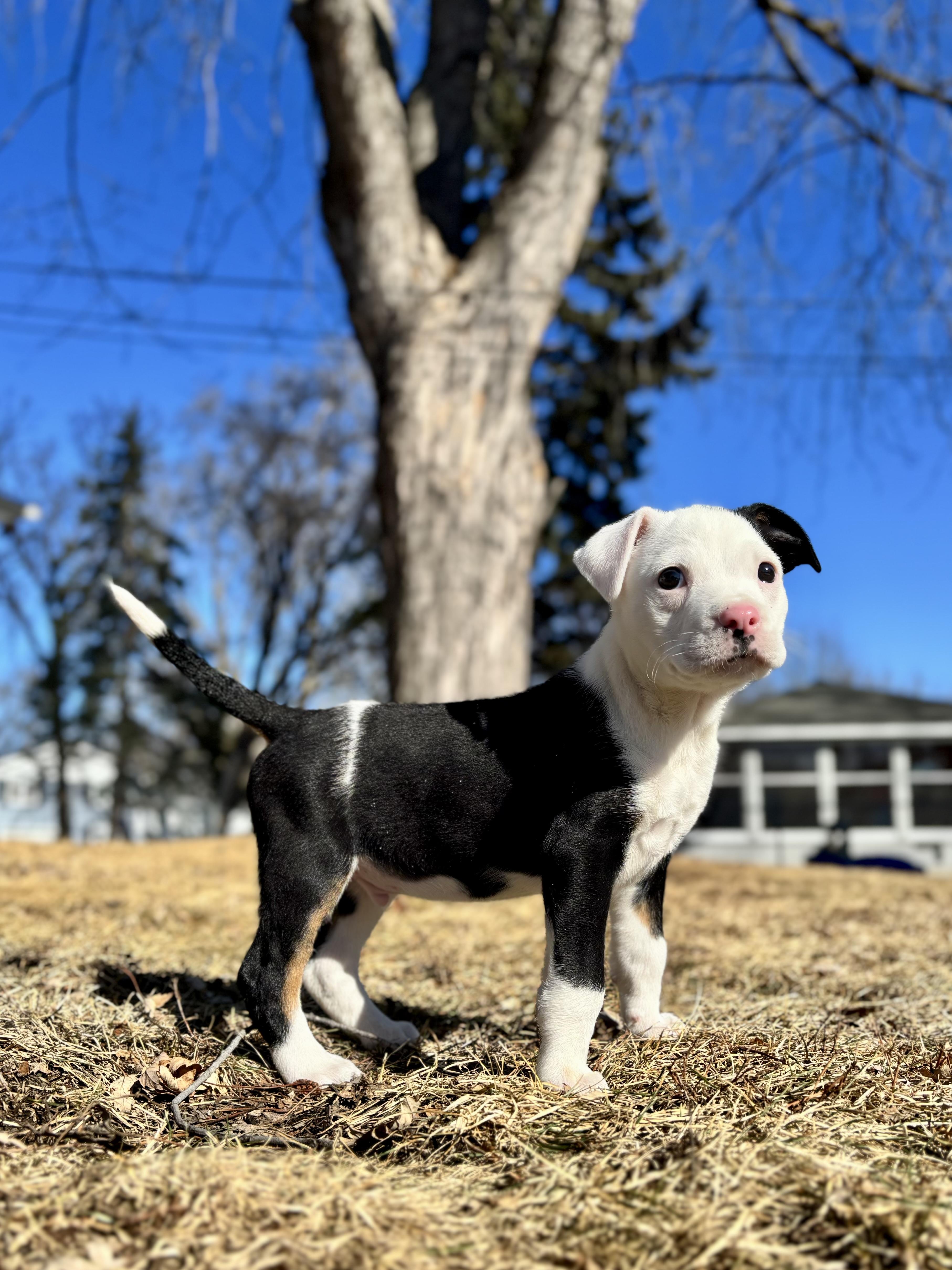 Enlarge Wilbur, a ADOPTABLE mixed breed in Minneapolis, MN image 5/6