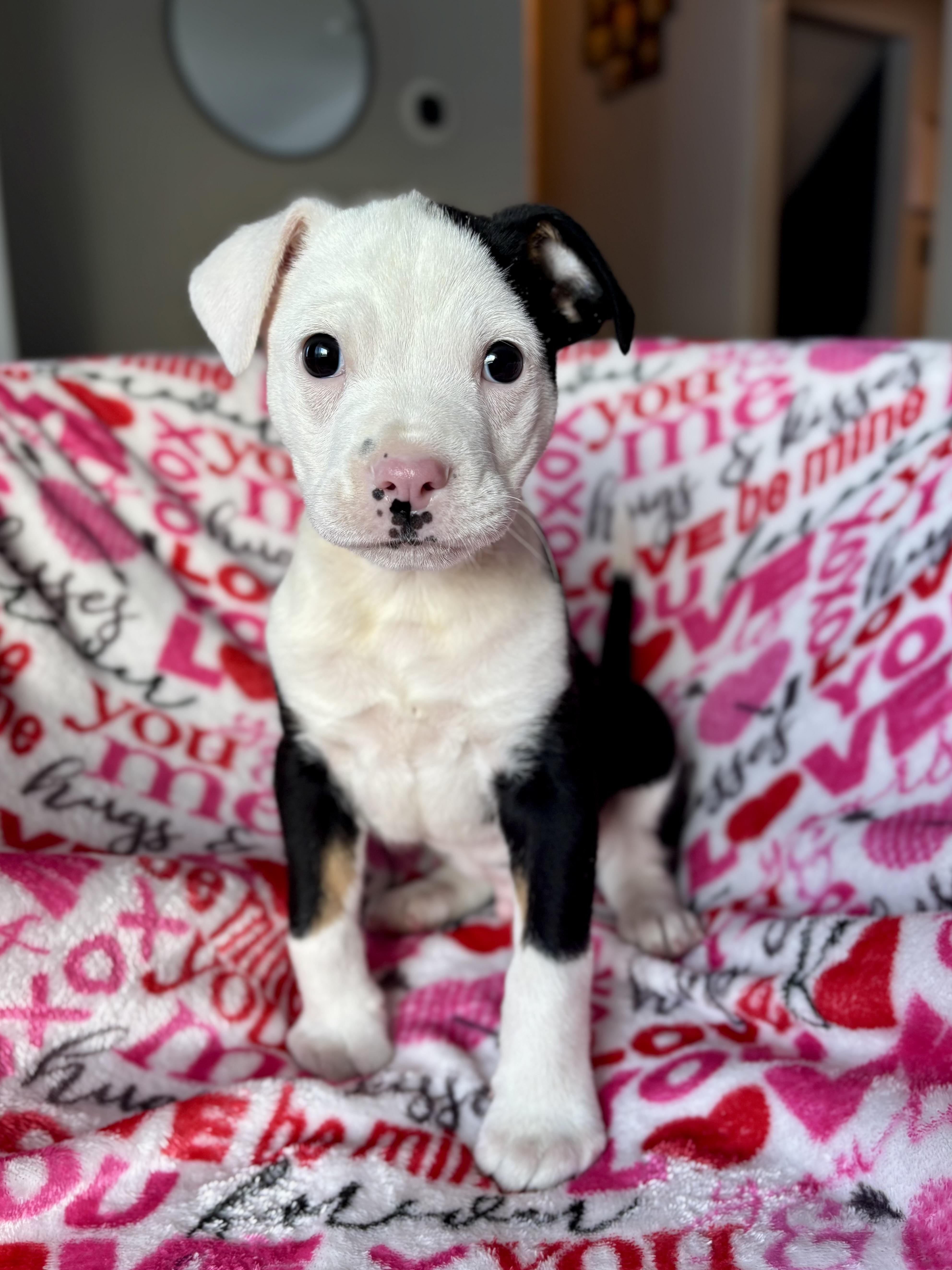 Enlarge Wilbur, a ADOPTABLE mixed breed in Minneapolis, MN image 2/6