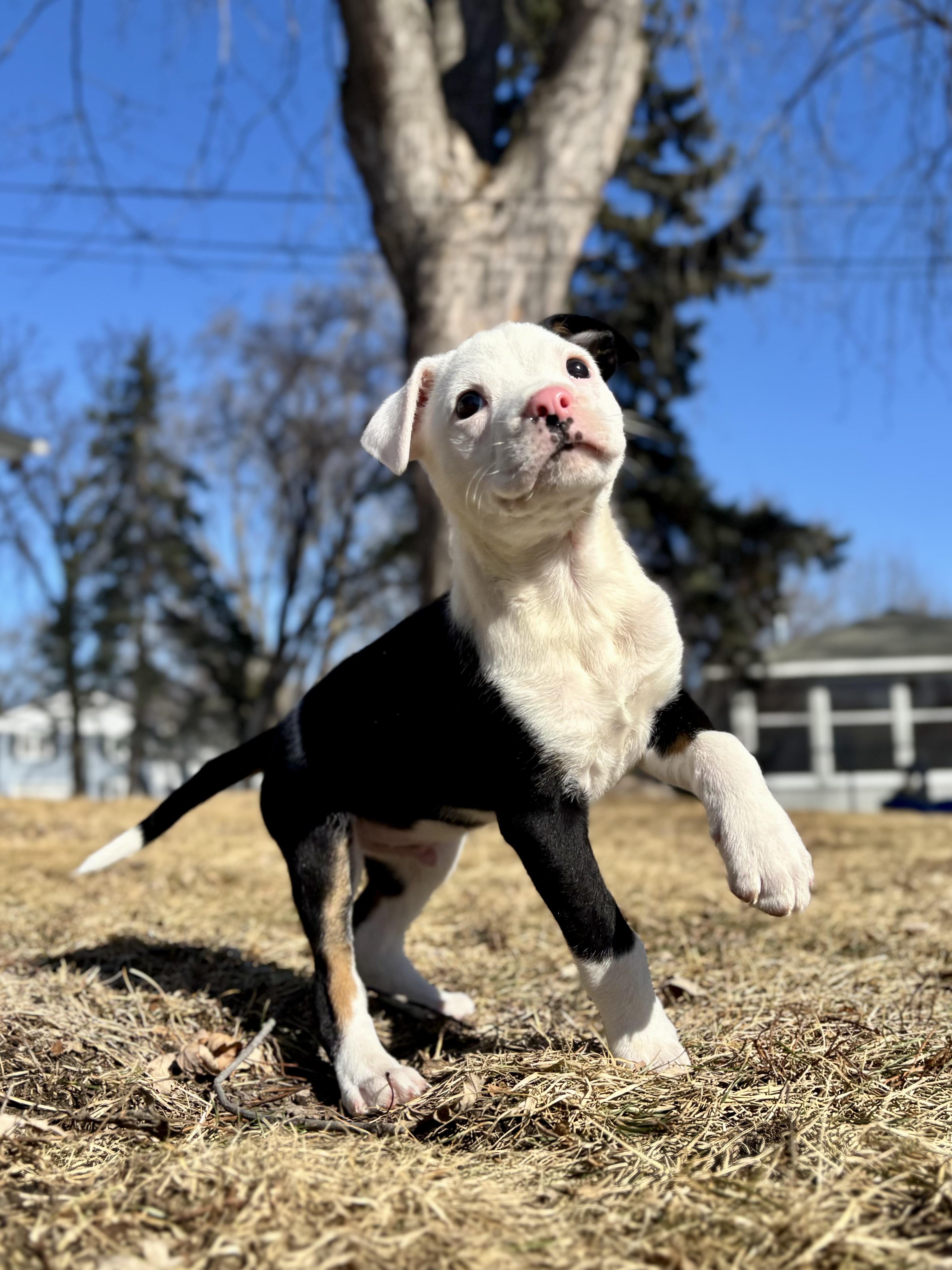 Enlarge Wilbur, a ADOPTABLE mixed breed in Minneapolis, MN image 6/6