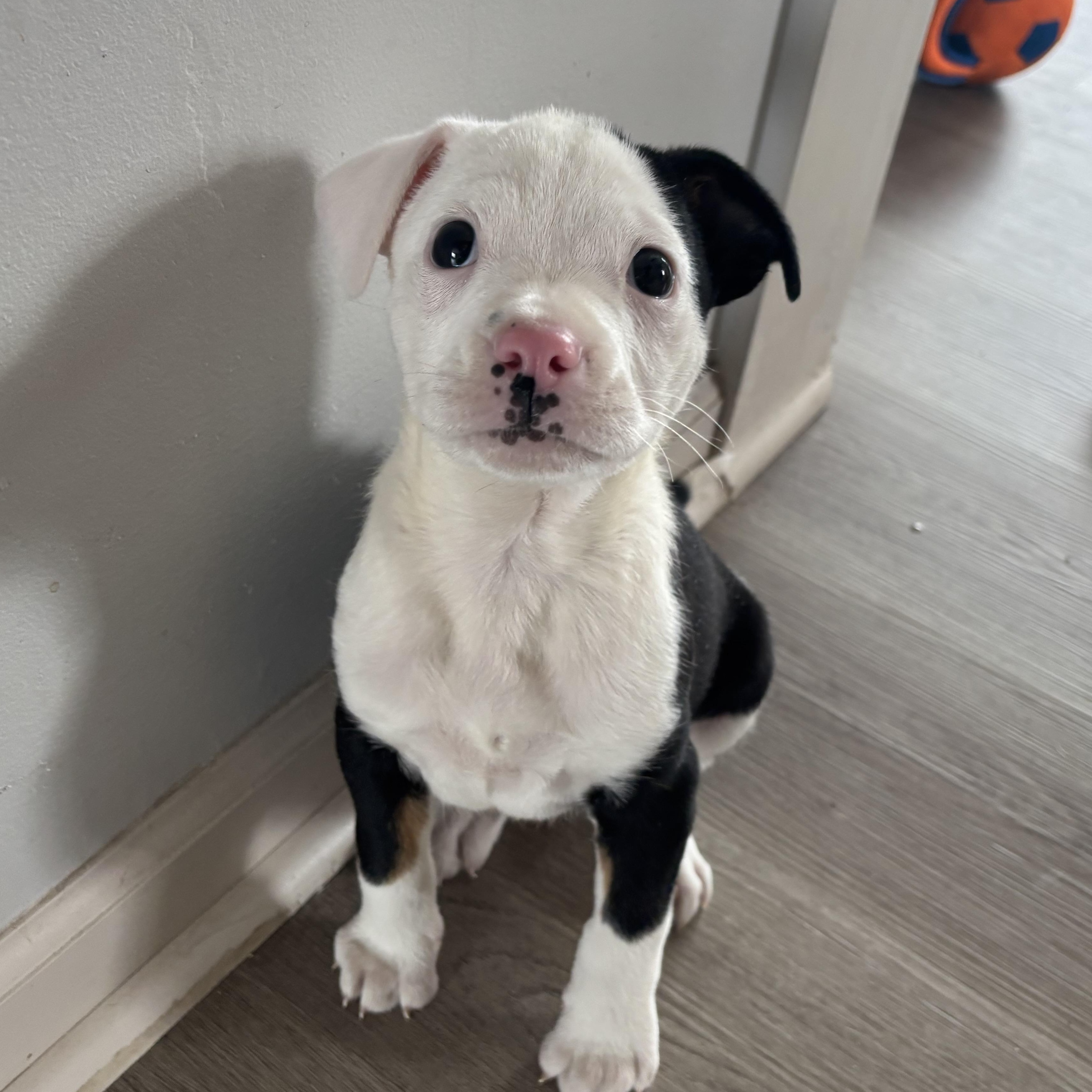 Enlarge Wilbur, a ADOPTABLE mixed breed in Minneapolis, MN image 1/6