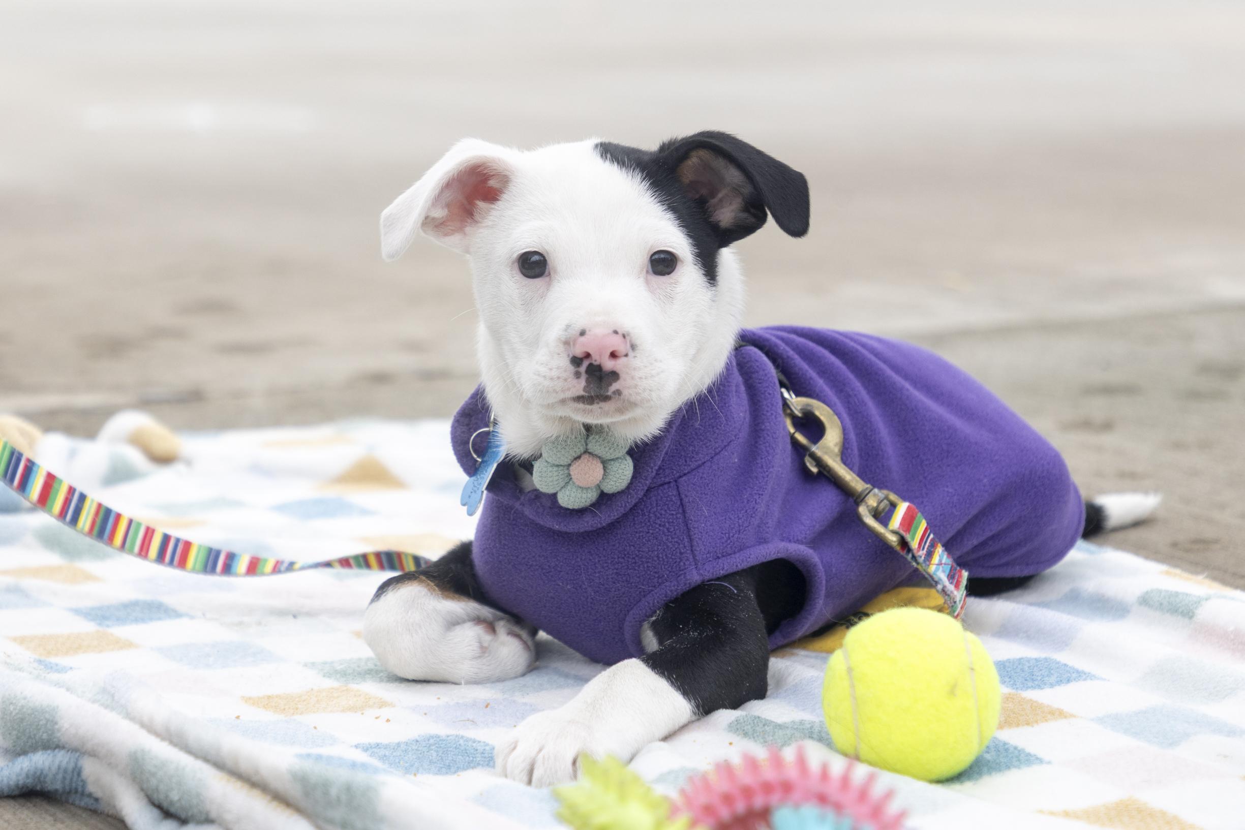 Wilbur, ADOPTABLE, Puppy Male Terrier & Mixed Breed.
