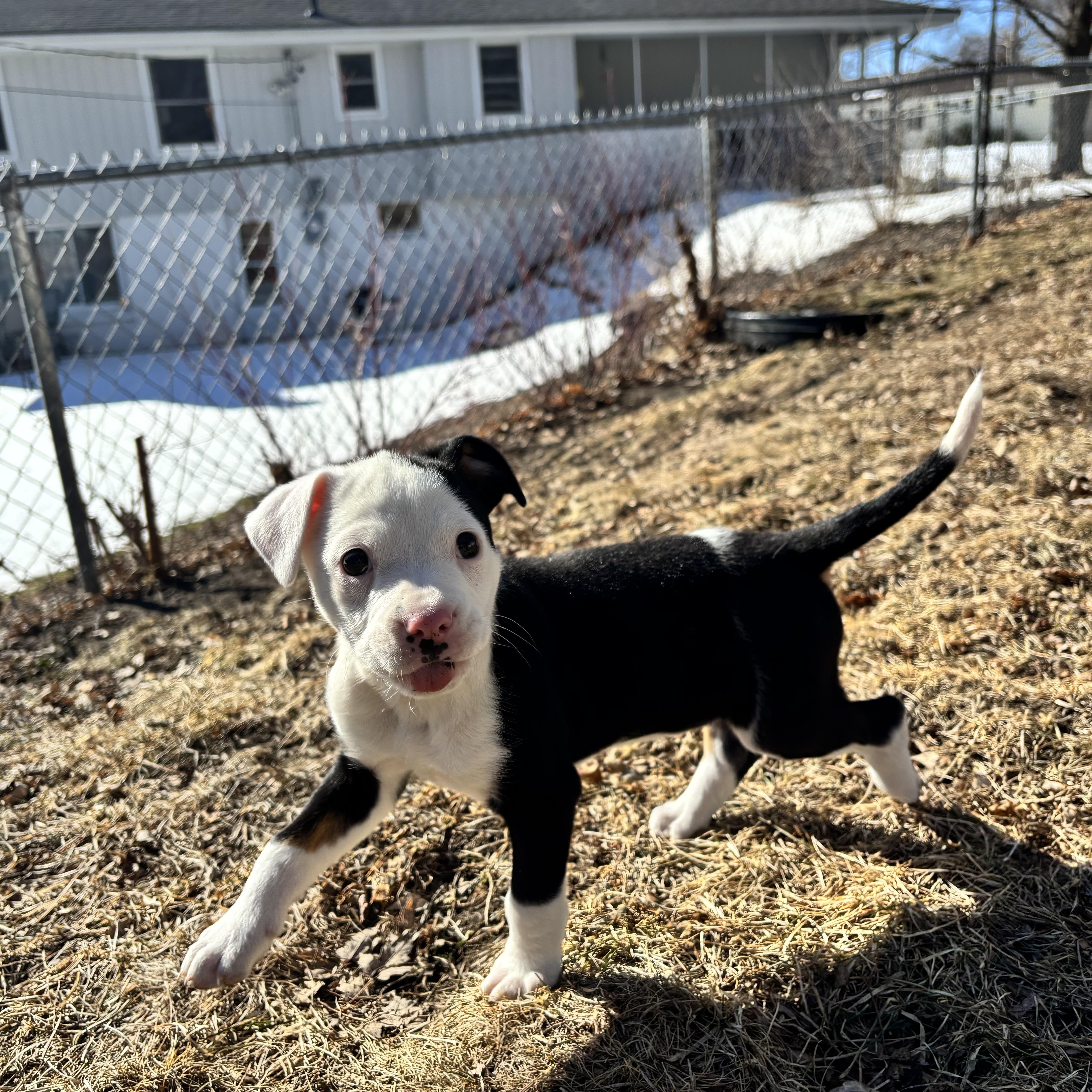 Enlarge Wilbur, a ADOPTABLE mixed breed in Minneapolis, MN image 4/6