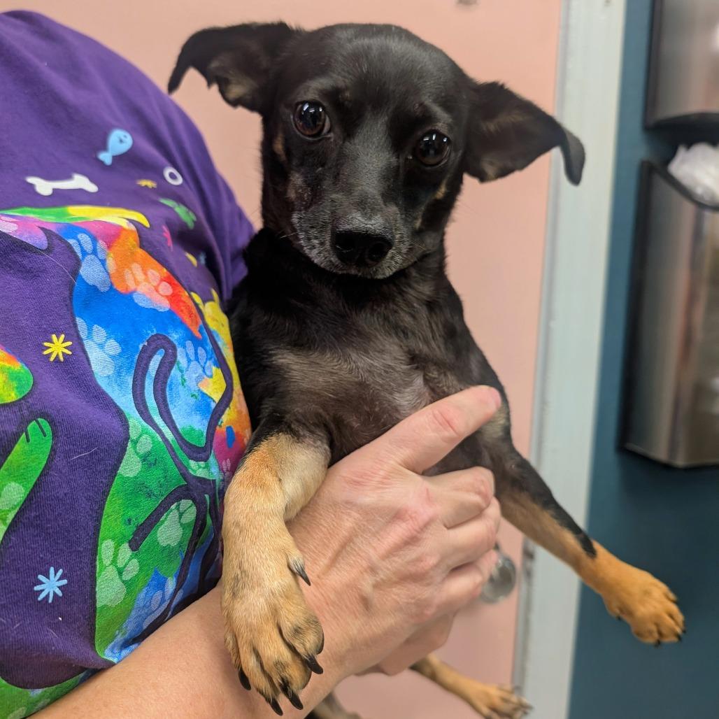 (Vet 5/21) Tootsie, Adoptable, Adult Female Mixed Breed.