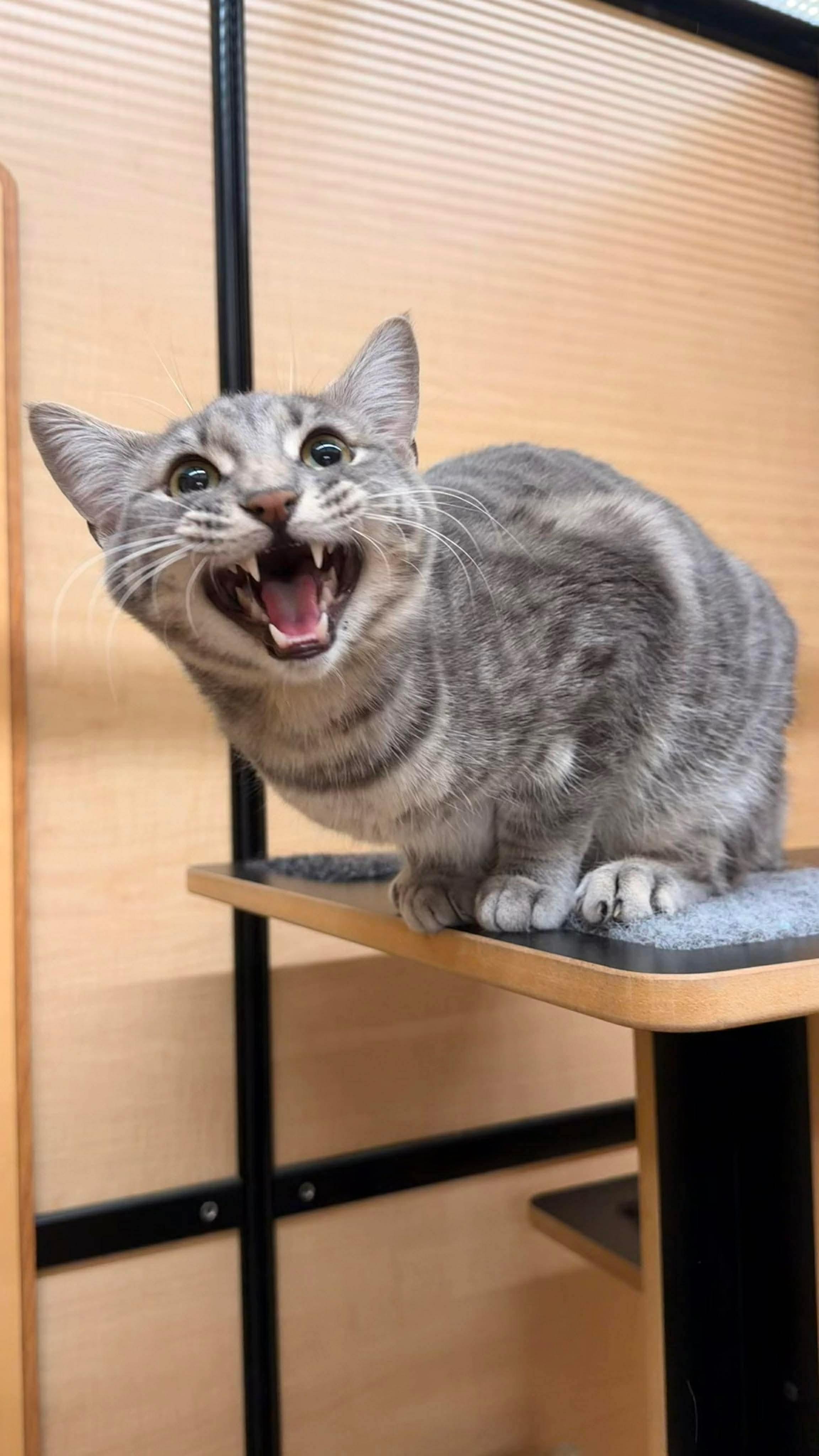 Enlarge Little Grey - 20% off , a ADOPTABLE Domestic Short Hair in Gladstone, OR image 3/6