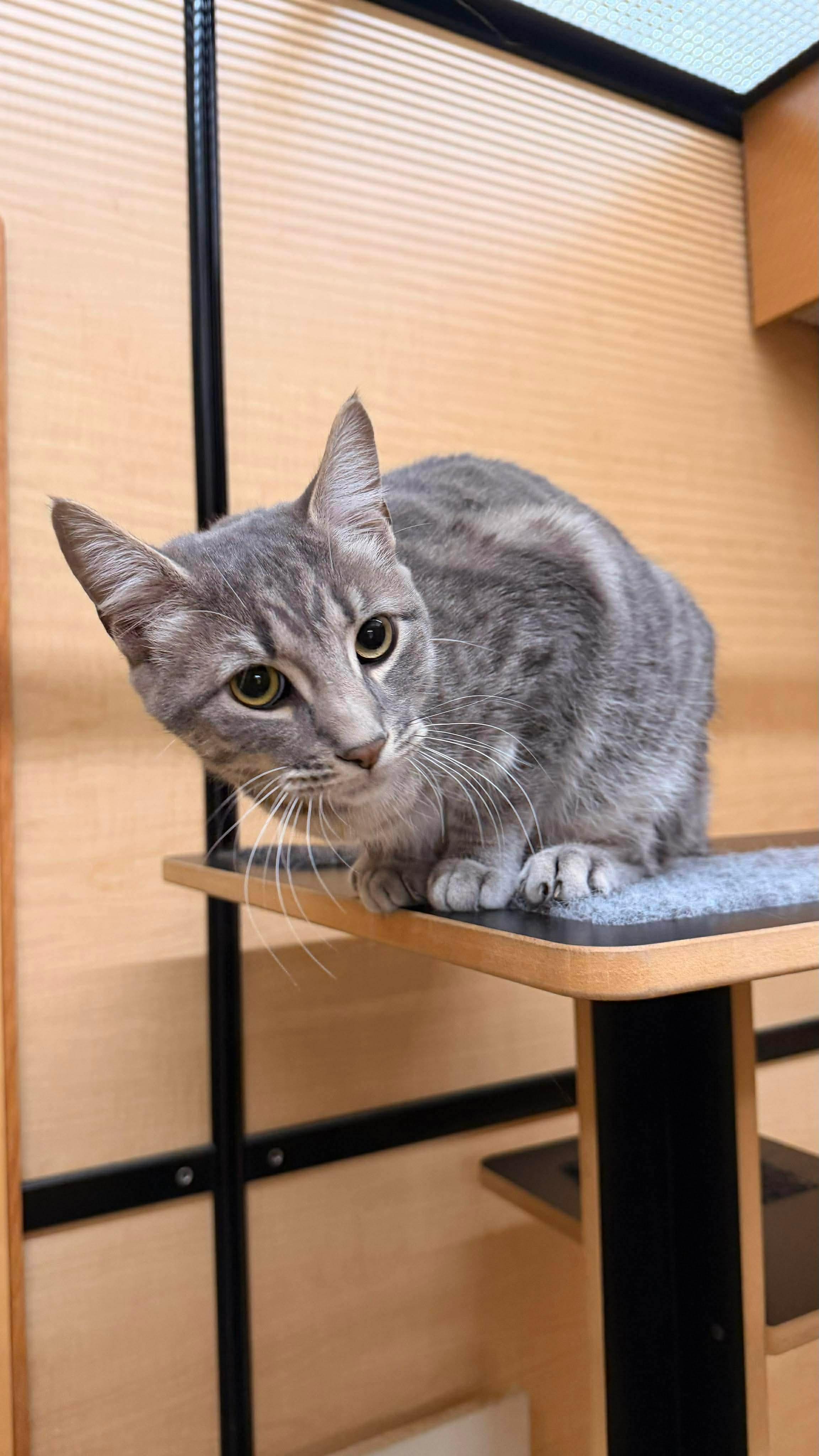Enlarge Little Grey - 20% off , a ADOPTABLE Domestic Short Hair in Gladstone, OR image 5/6