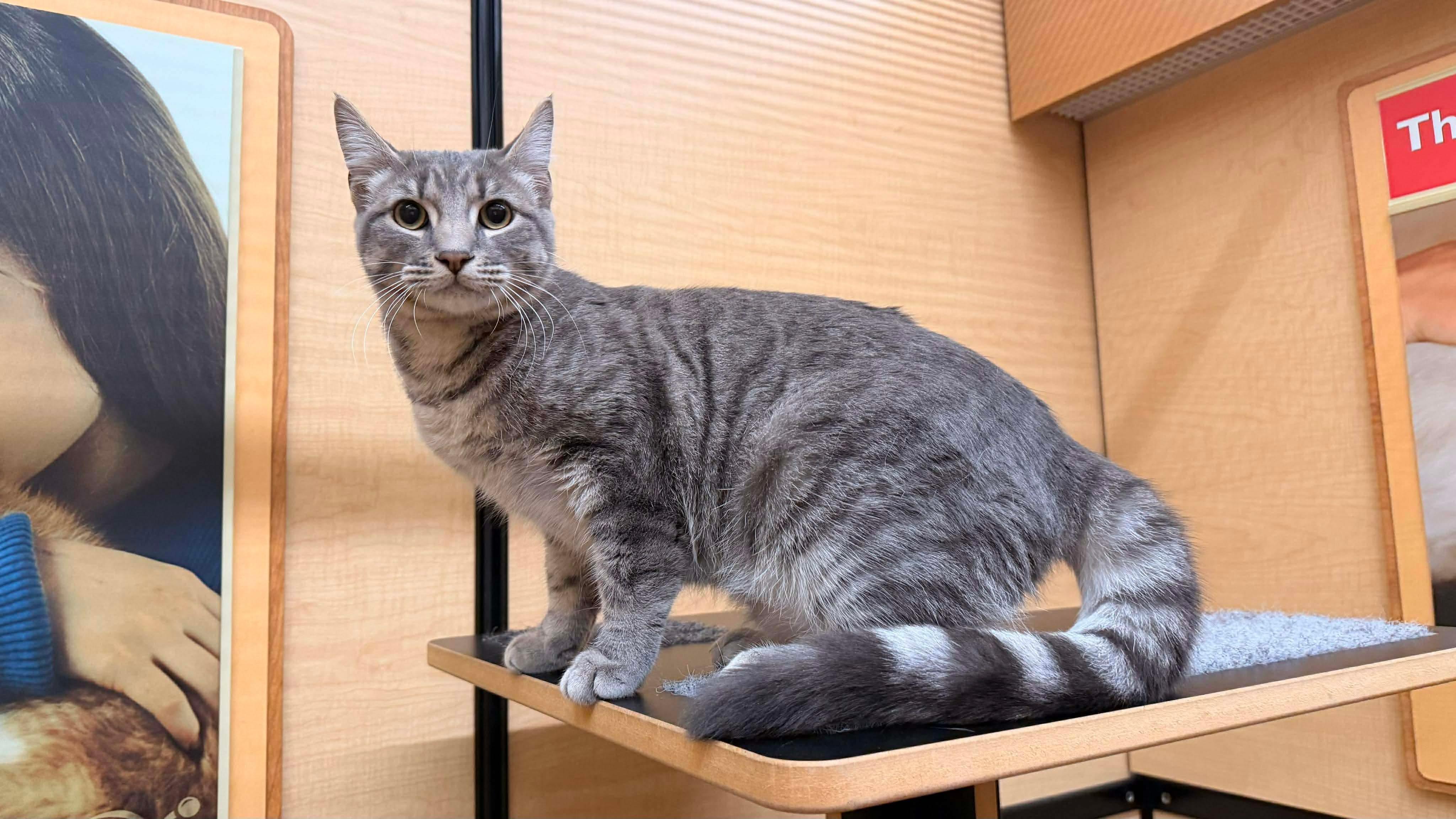 Little Grey - 20% off , ADOPTABLE, Kitten Male Domestic Short Hair.