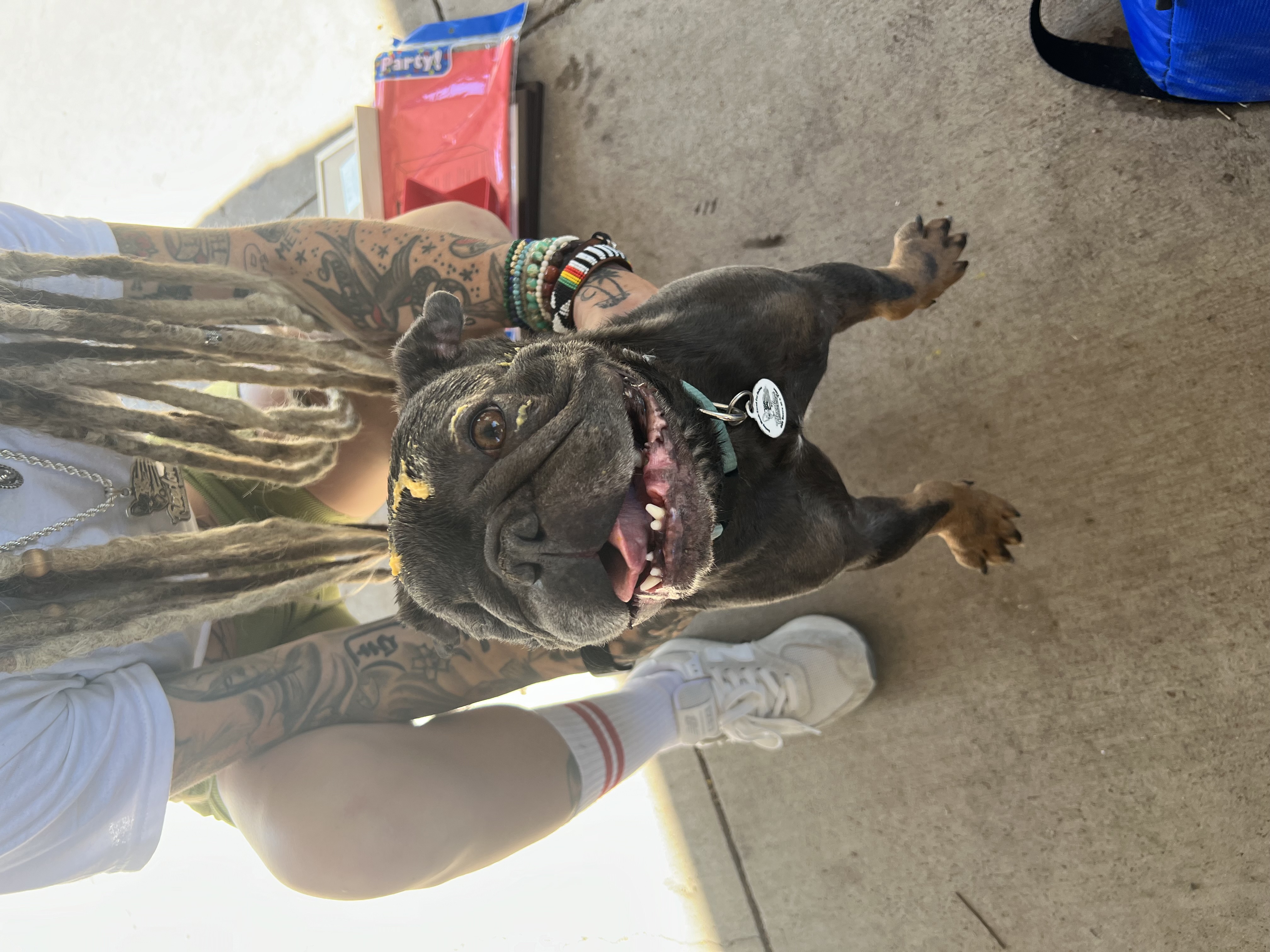 Mr. Peabody, Adoptable, Senior Male French Bulldog.