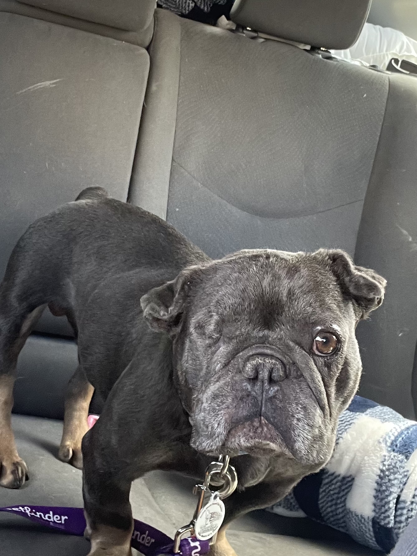 Mr. Peabody, a Adoptable French Bulldog in Mesa, AZ image 2/3