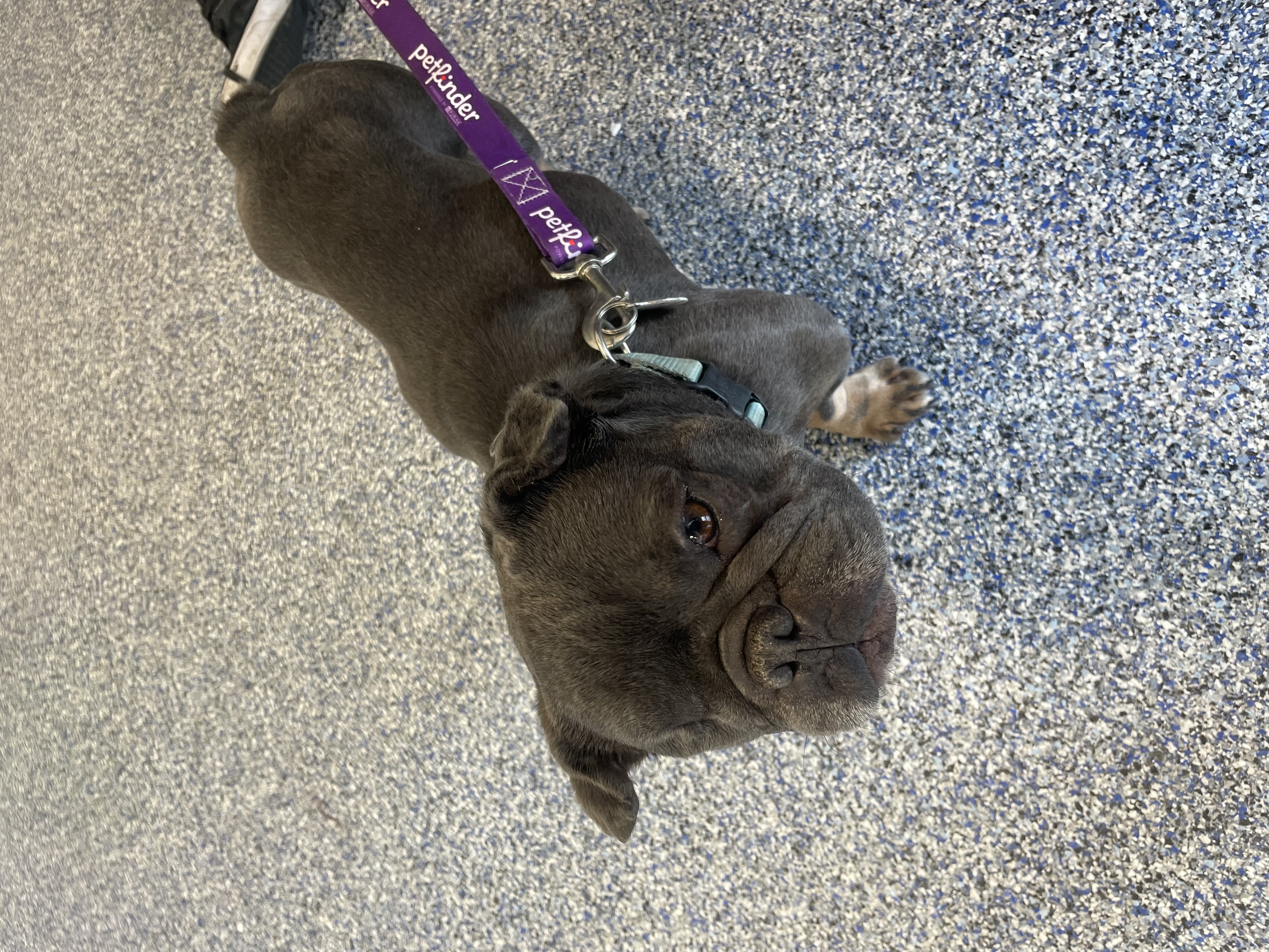 Mr. Peabody, a Adoptable French Bulldog in Mesa, AZ image 3/3