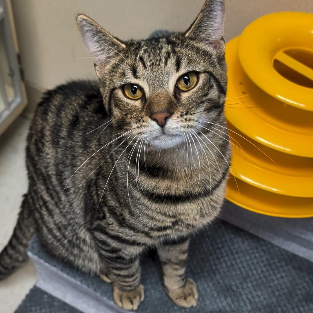 Squirrel, an adopted Domestic Short Hair in West Jefferson, OH image 5/6