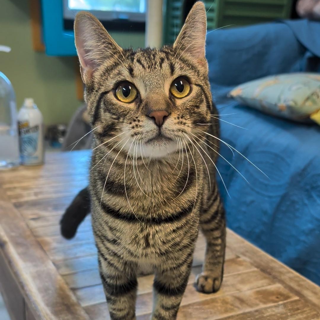 Squirrel, an adopted Domestic Short Hair in West Jefferson, OH image 3/6