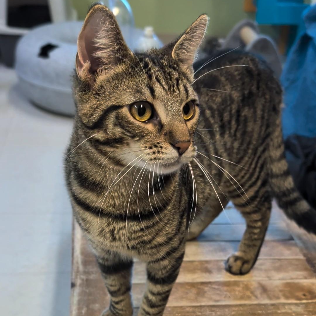 Squirrel, an adopted Domestic Short Hair in West Jefferson, OH image 2/6