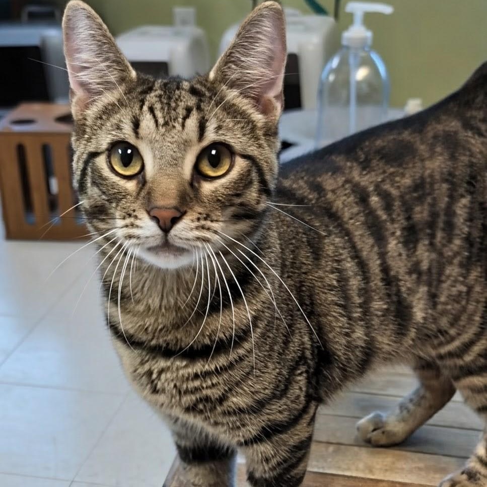 Squirrel, adopted, Young Male Domestic Short Hair.