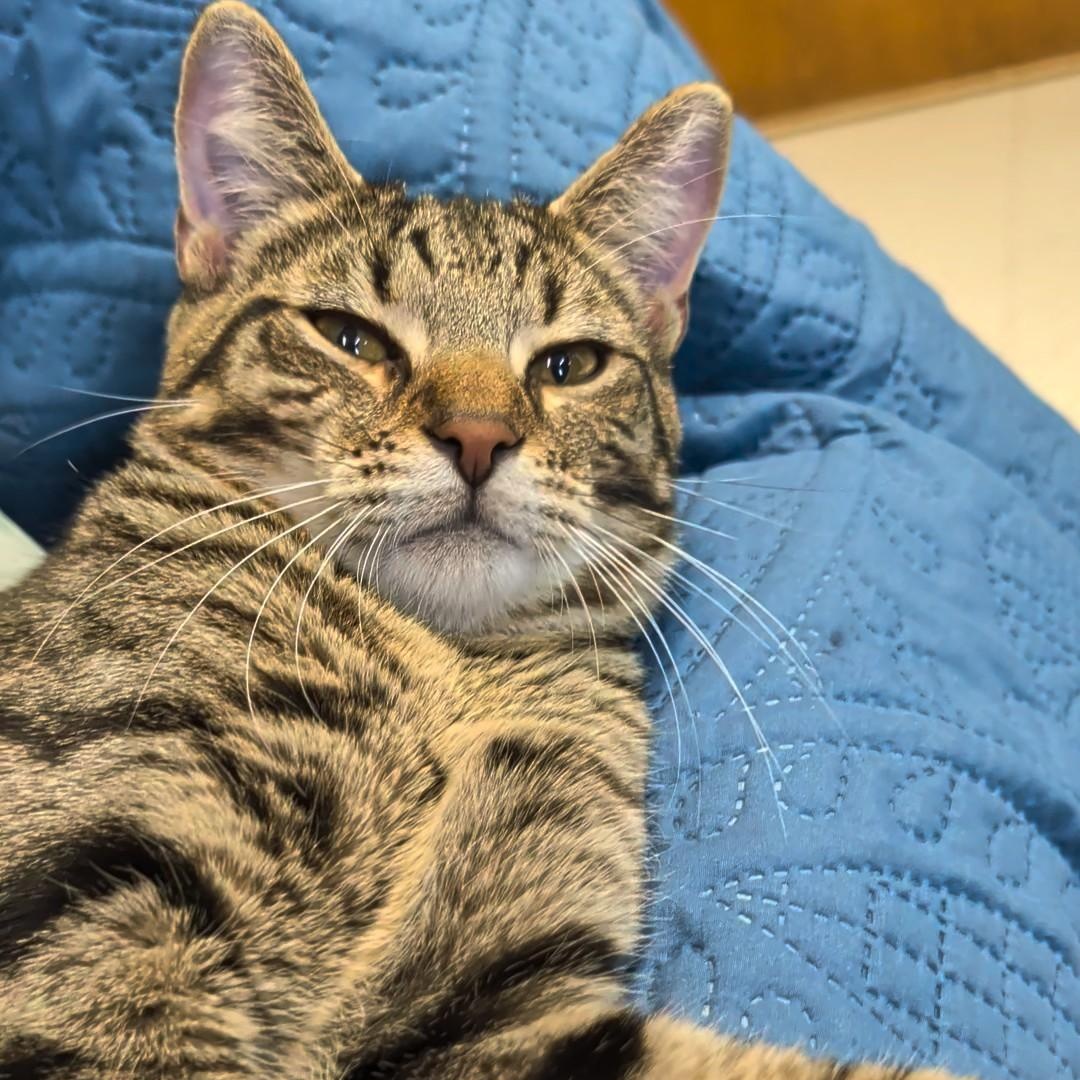 Squirrel, an adopted Domestic Short Hair in West Jefferson, OH image 4/6