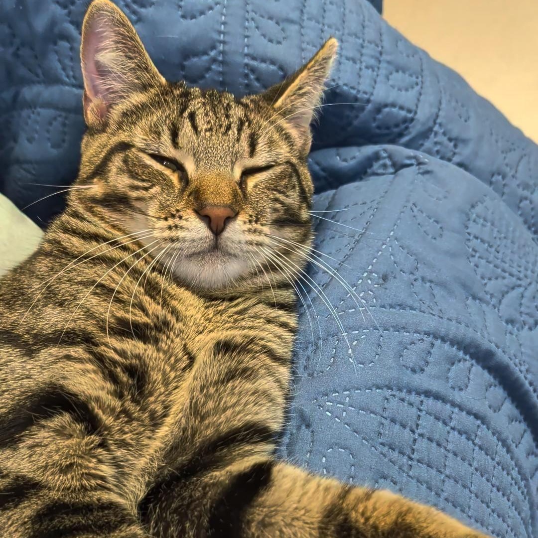 Squirrel, an adopted Domestic Short Hair in West Jefferson, OH image 6/6