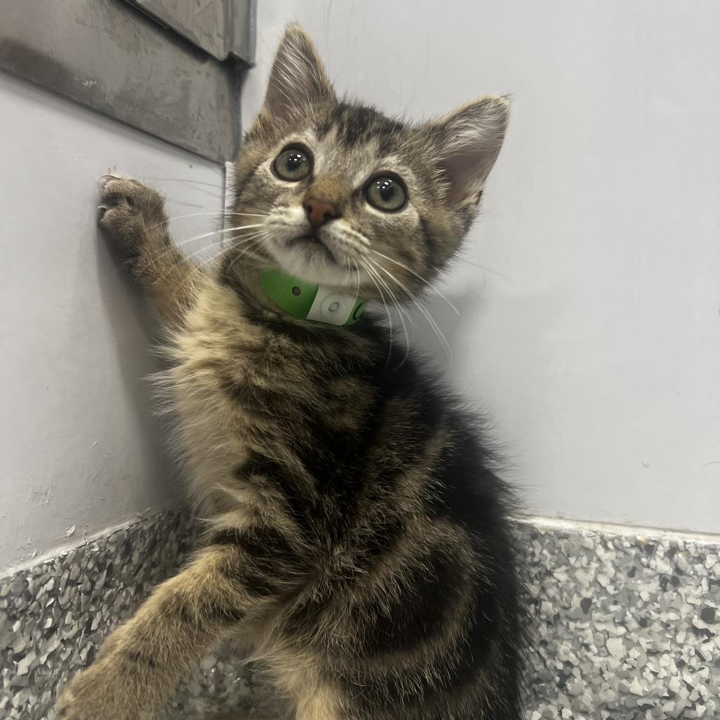 Enlarge Chevy, a Adoptable Domestic Short Hair in Fort Wayne, IN image 1/1