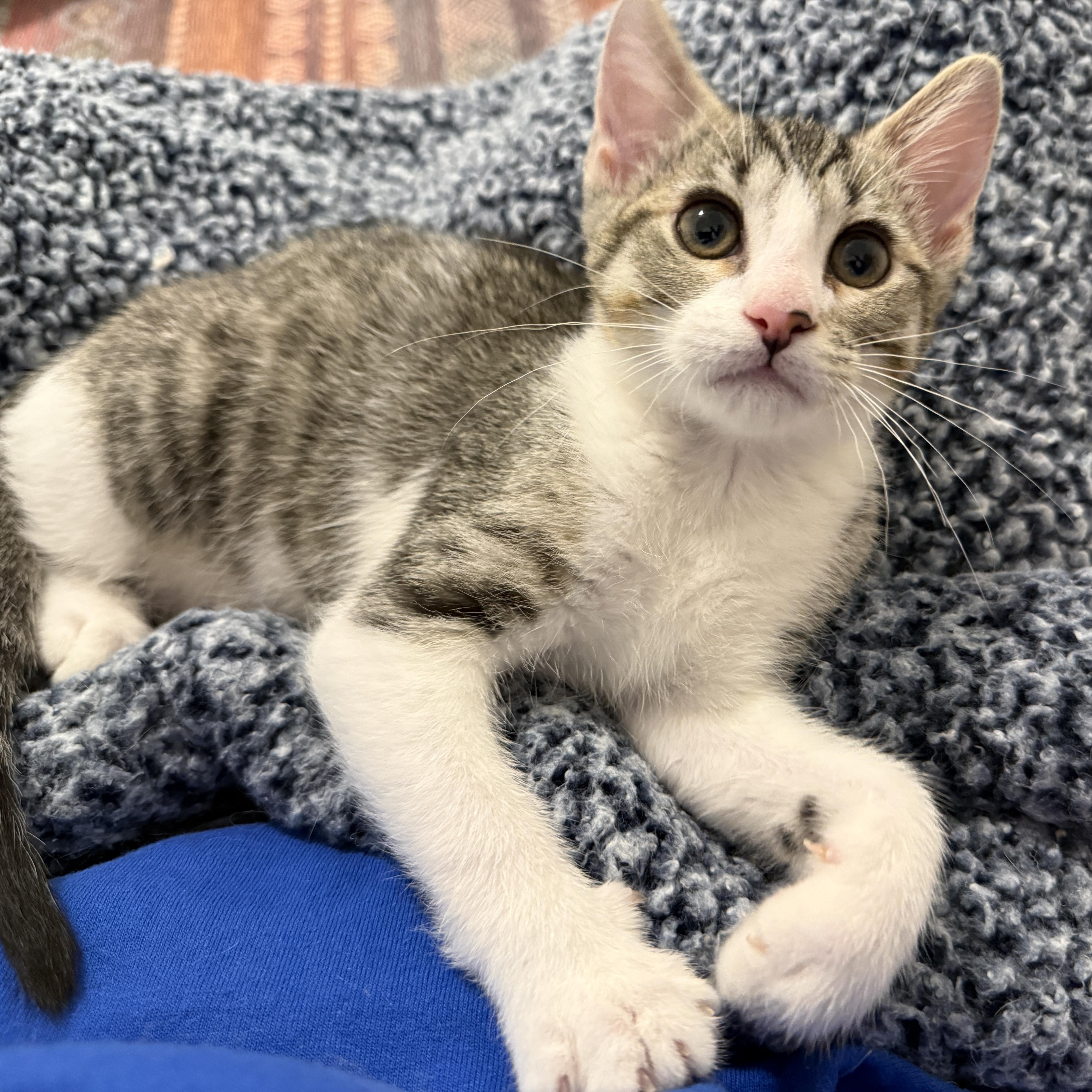 Lucky Charms - Zuni Bear, a Adoptable Domestic Short Hair in Leesburg, VA image 5/6