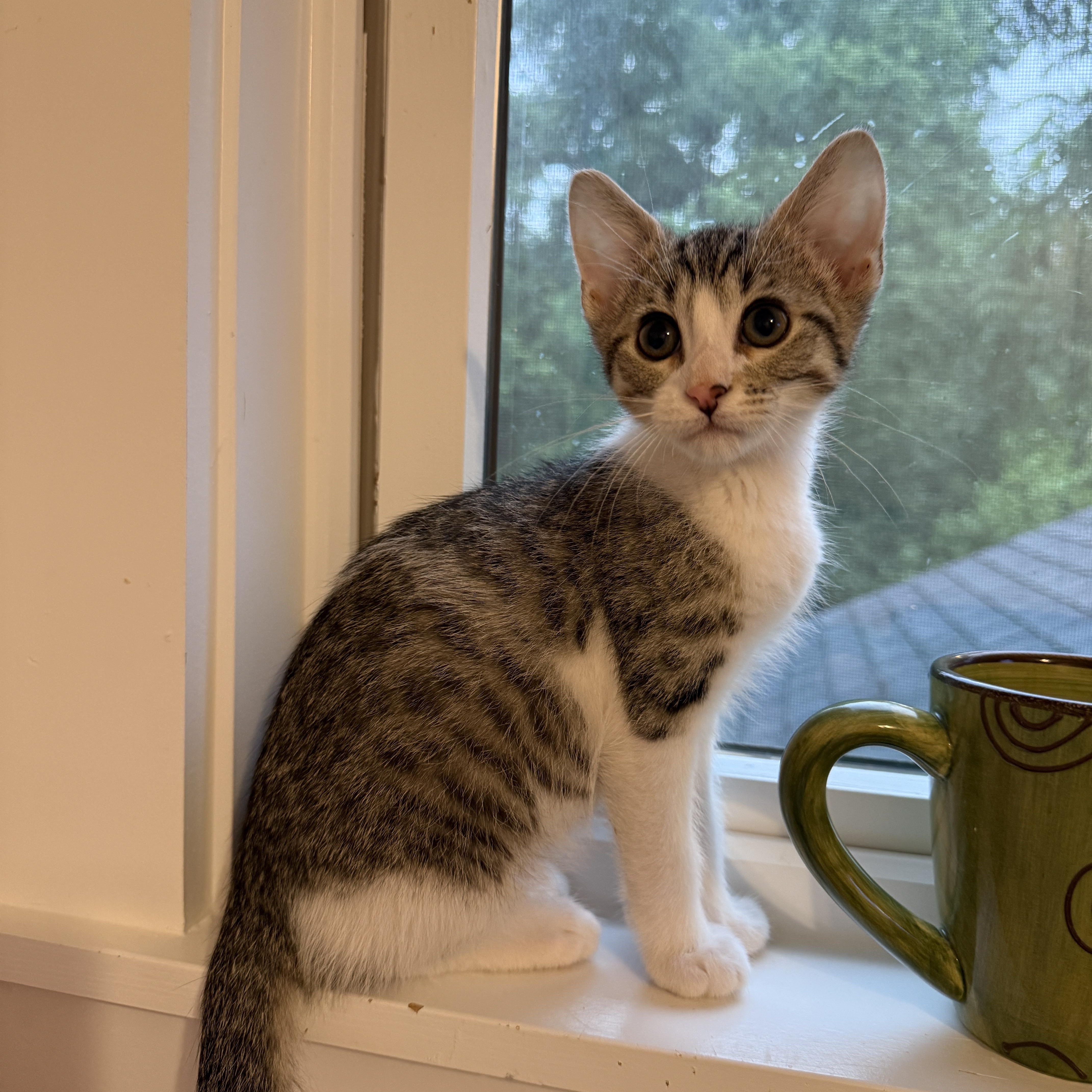 Lucky Charms - Zuni Bear, a Adoptable Domestic Short Hair in Leesburg, VA image 2/6