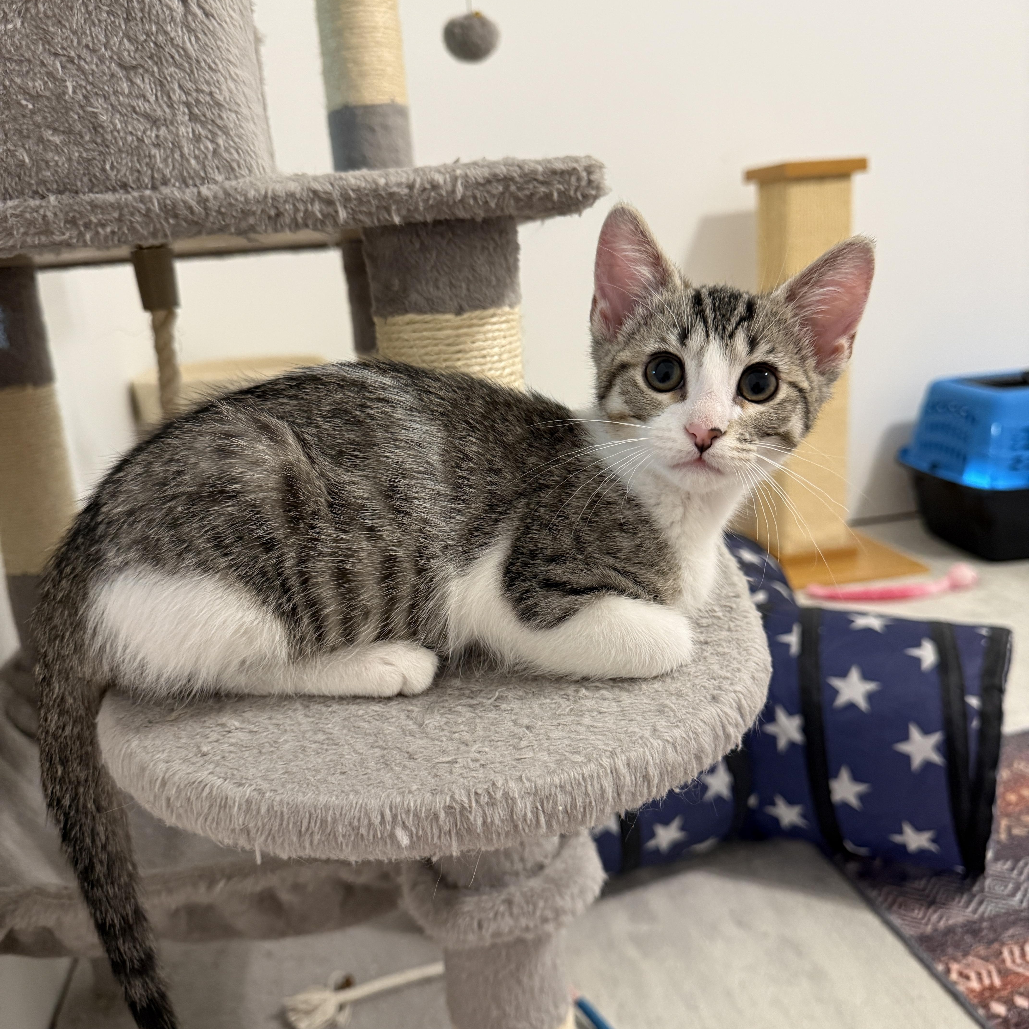 Lucky Charms - Zuni Bear, Adoptable, Kitten Male Domestic Short Hair.