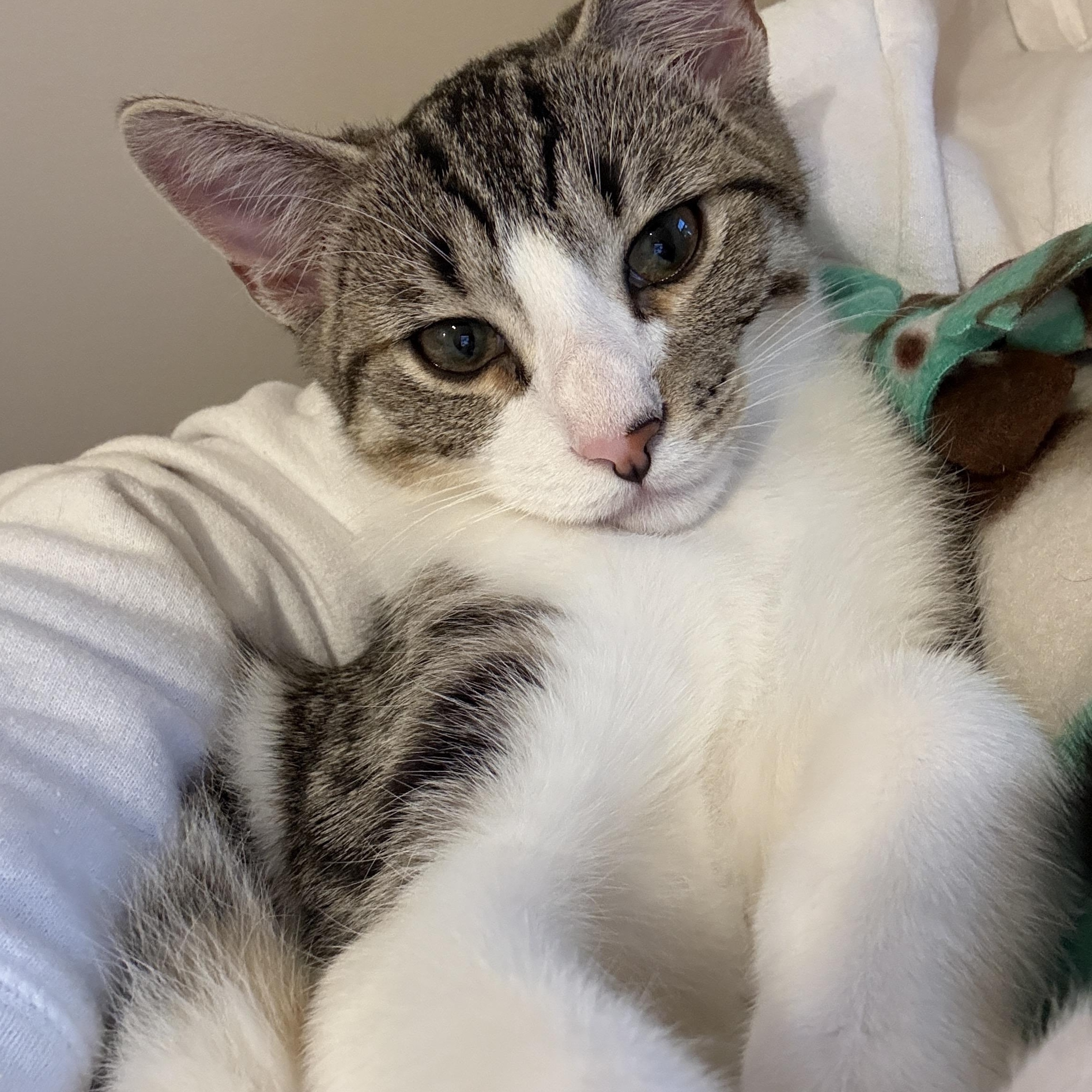 Enlarge Lucky Charms - Zuni Bear, a Adoptable Domestic Short Hair in Leesburg, VA image 1/6