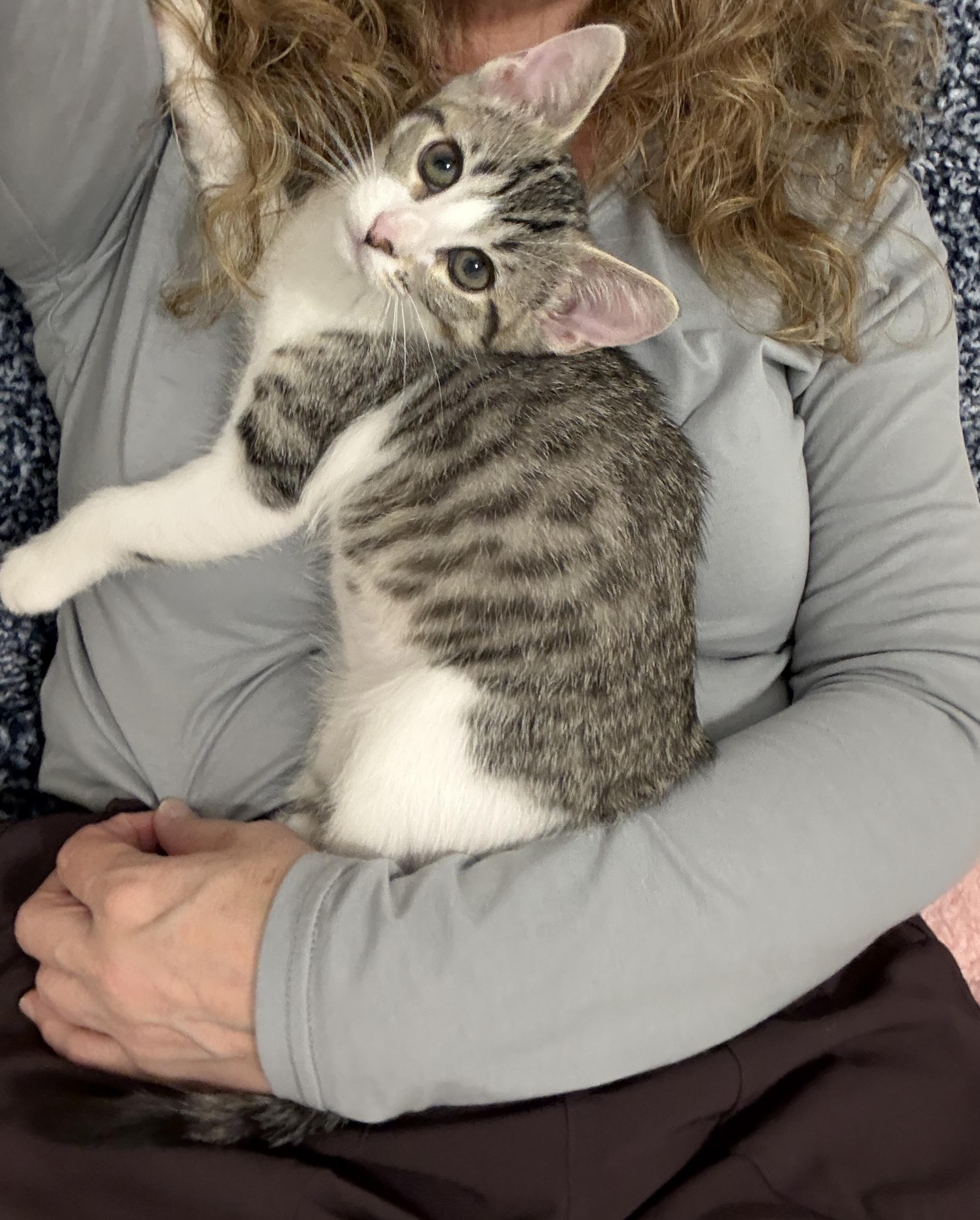 Lucky Charms - Zuni Bear, a Adoptable Domestic Short Hair in Leesburg, VA image 4/6
