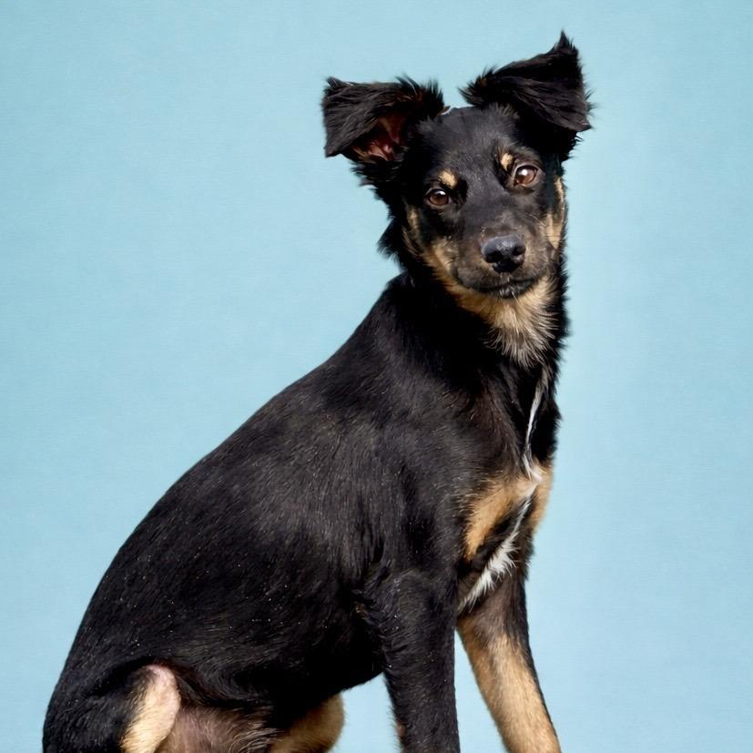 Enlarge Mara - I. am only 16 lbs! My mom is Tara!, an adopted mixed breed in St. Petersburg, FL image 3/5