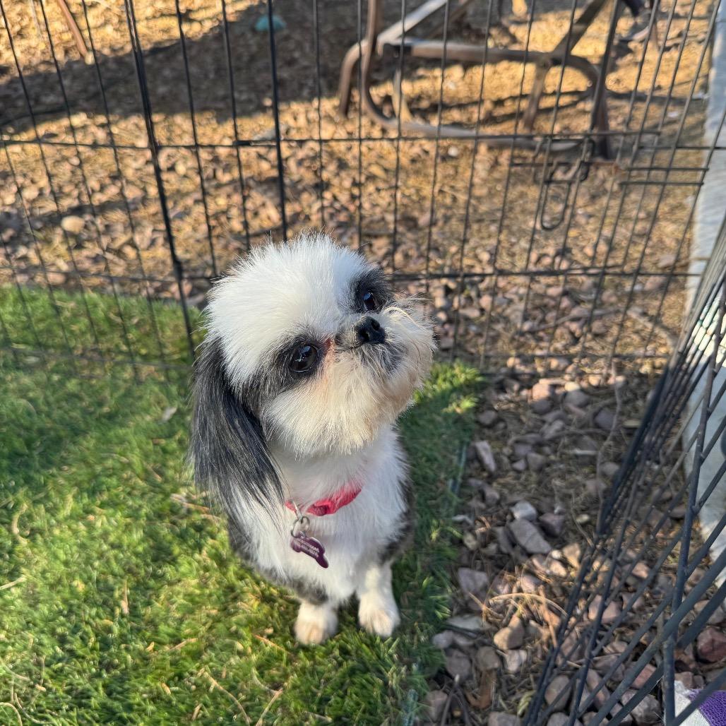 Rocco & Tiki (Bonded Pair), Adoptable, Adult Male Shih Tzu & Mixed Breed.